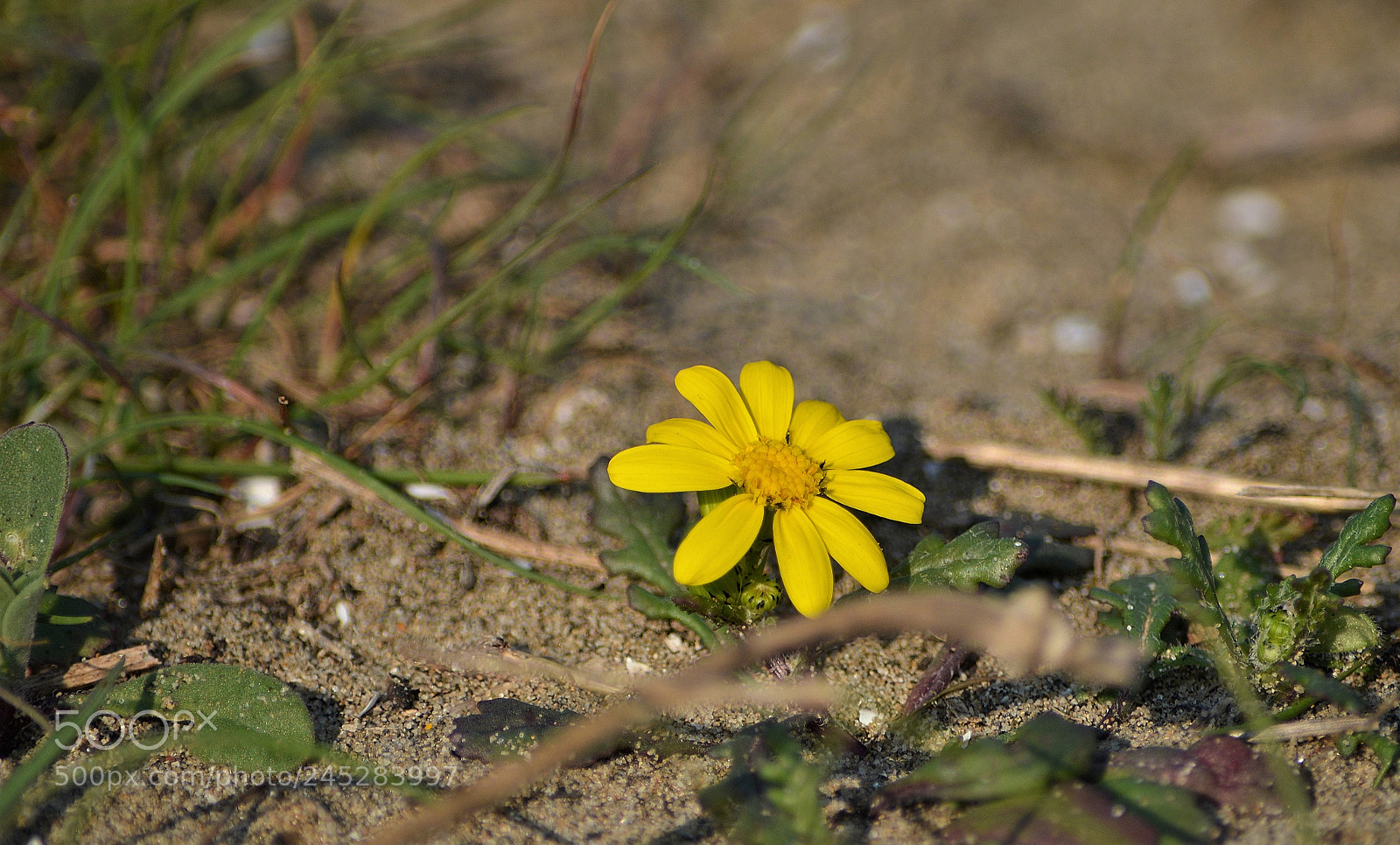 Nikon D3200 sample photo. Wildflower photography