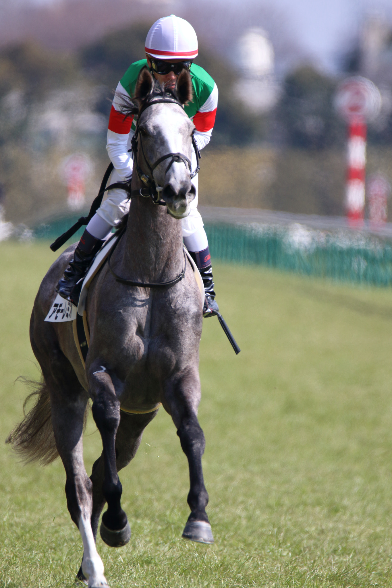 Sigma 150-600mm F5-6.3 DG OS HSM | C sample photo. Race horse photography