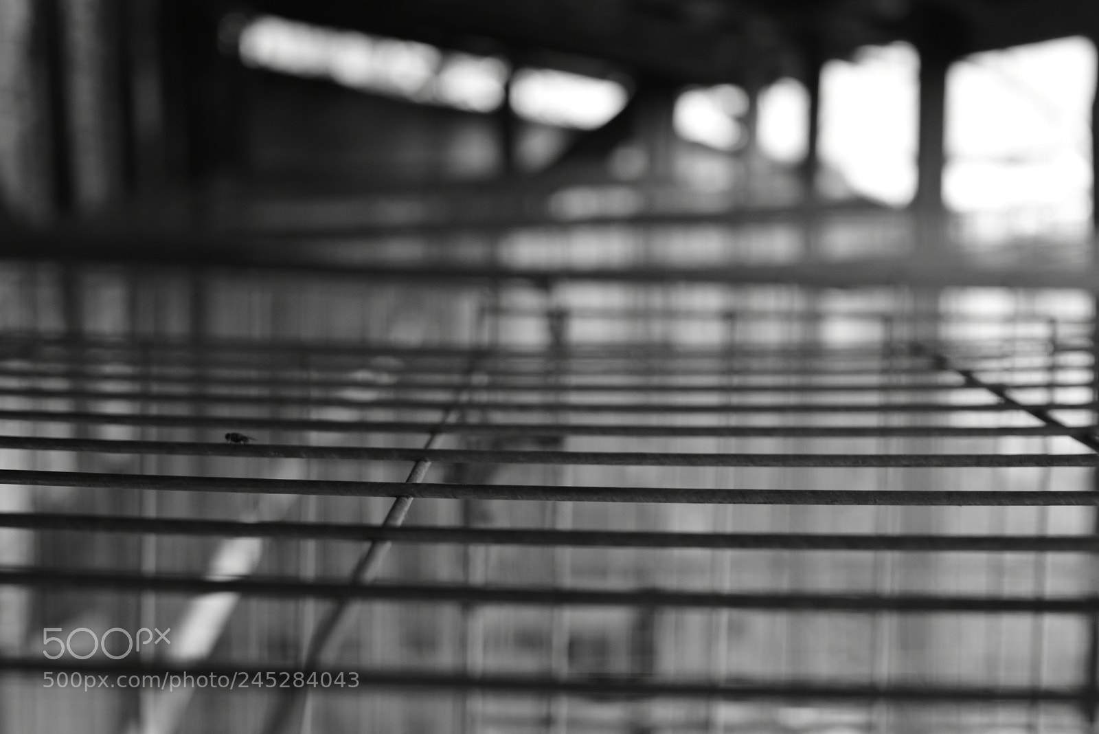 Nikon D5500 sample photo. Mosca b&w photography