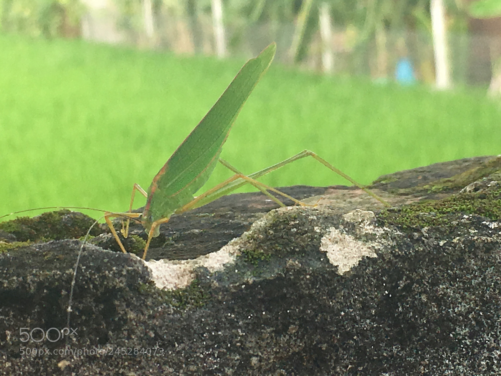 Apple iPhone 6s sample photo. Img photography