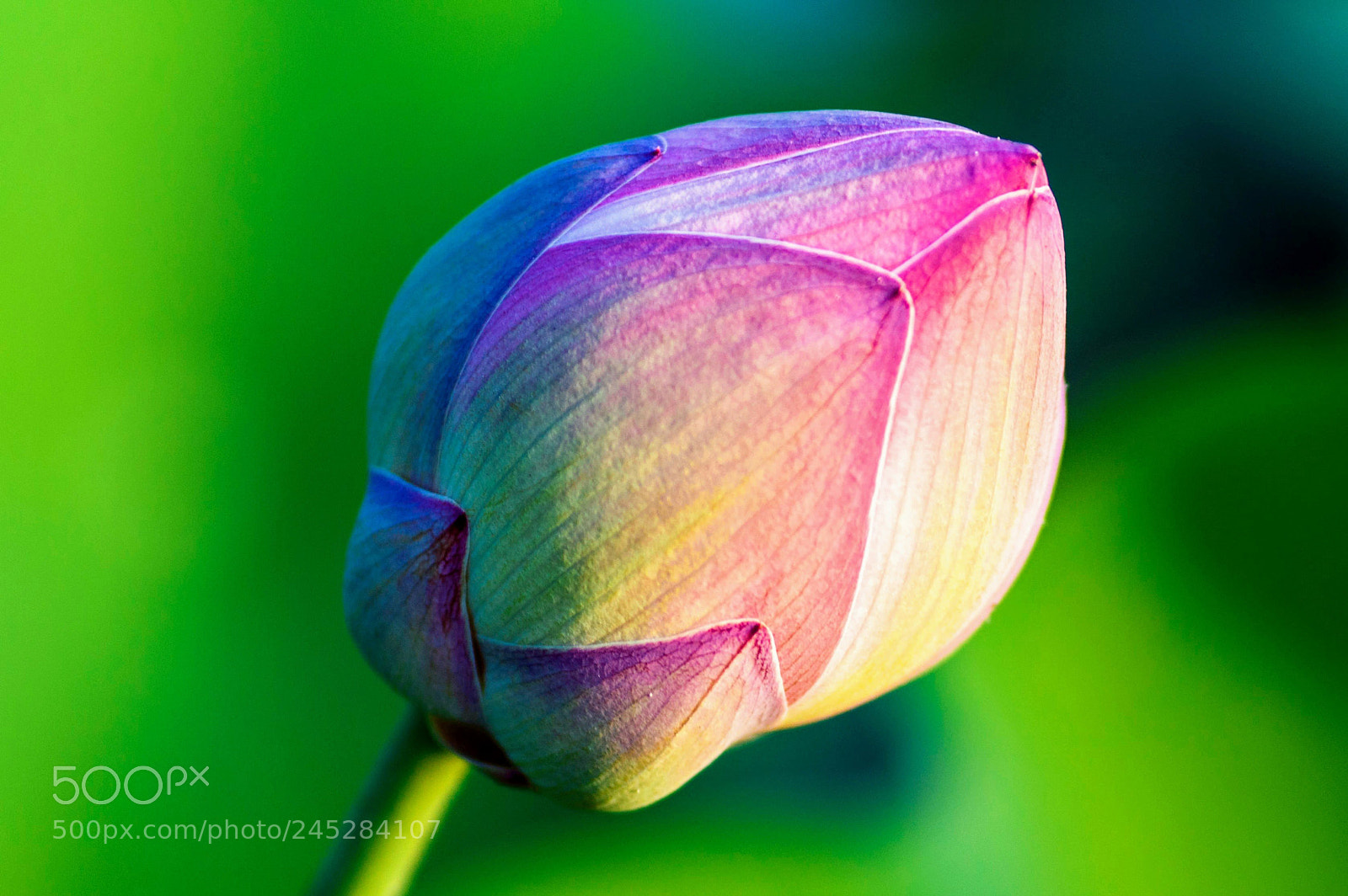 Nikon D3200 sample photo. Lotus bud.jpg photography