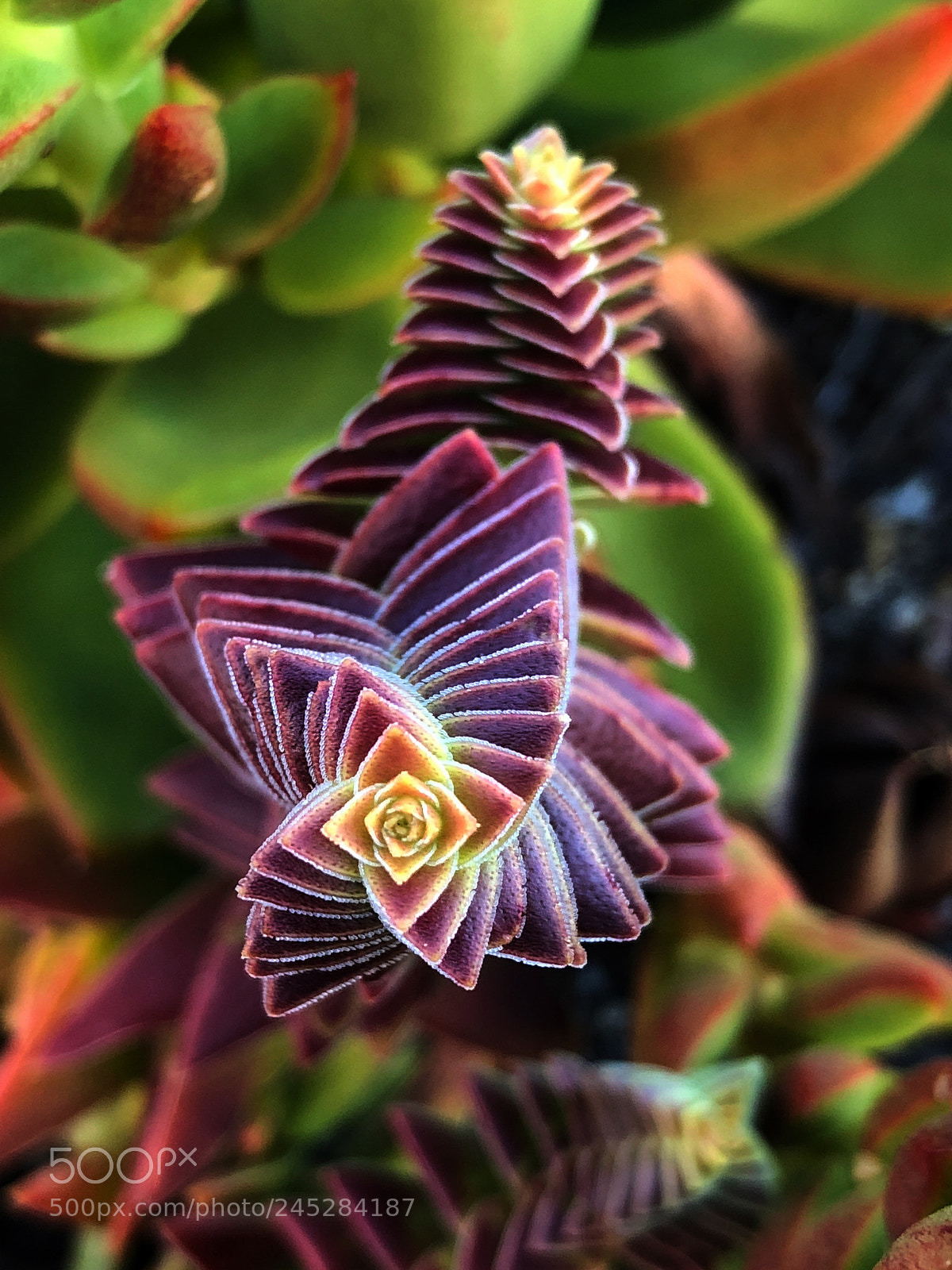 Apple iPhone X sample photo. Succulents photography
