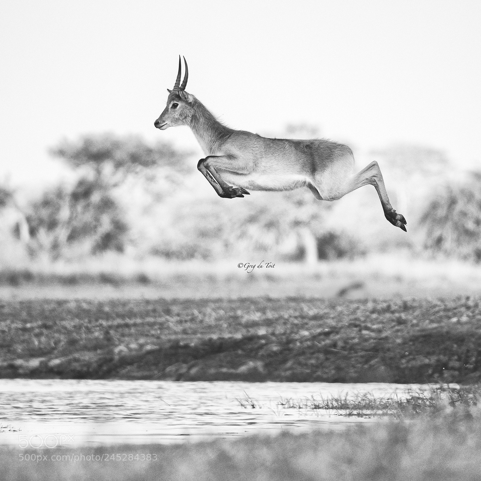 Nikon D500 sample photo. Leaping lechwe photography