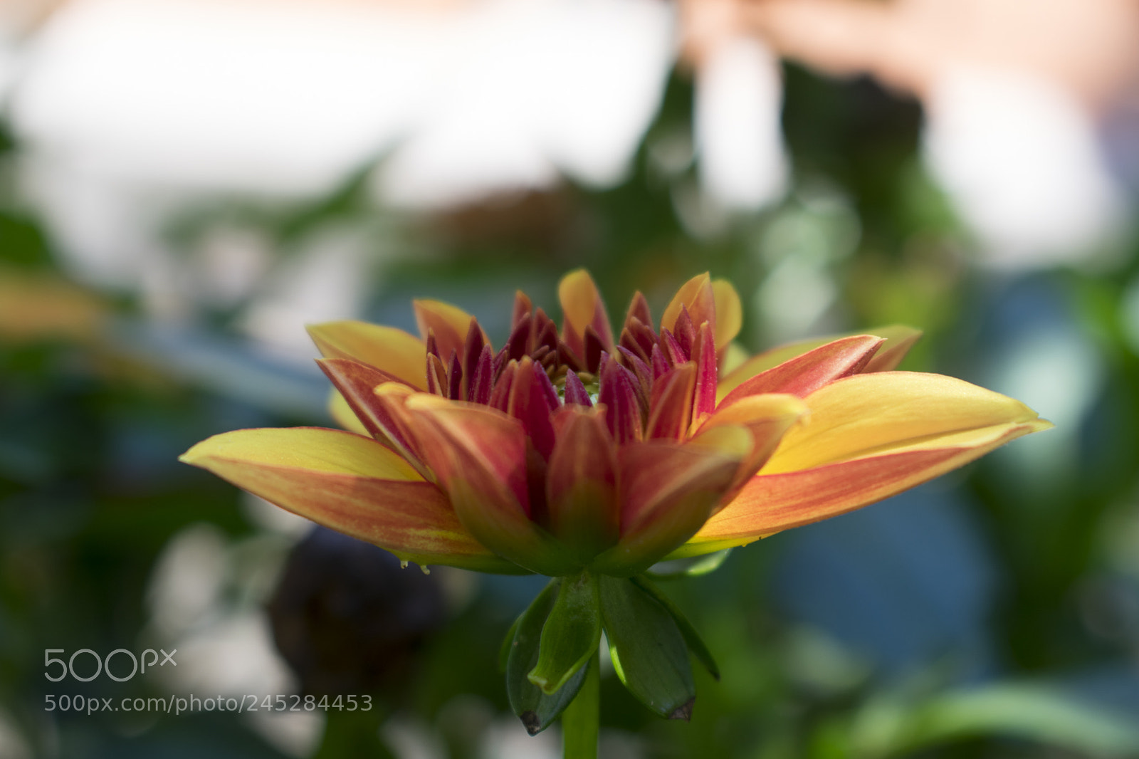 Nikon D3400 sample photo. Petal elegance photography