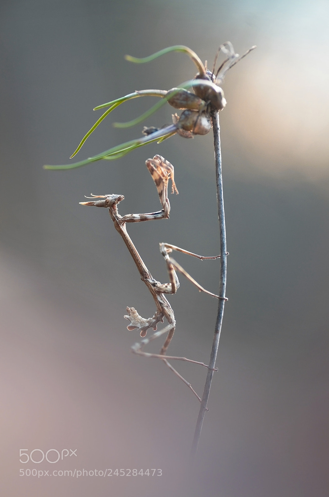 Pentax K-5 sample photo. In the wind photography