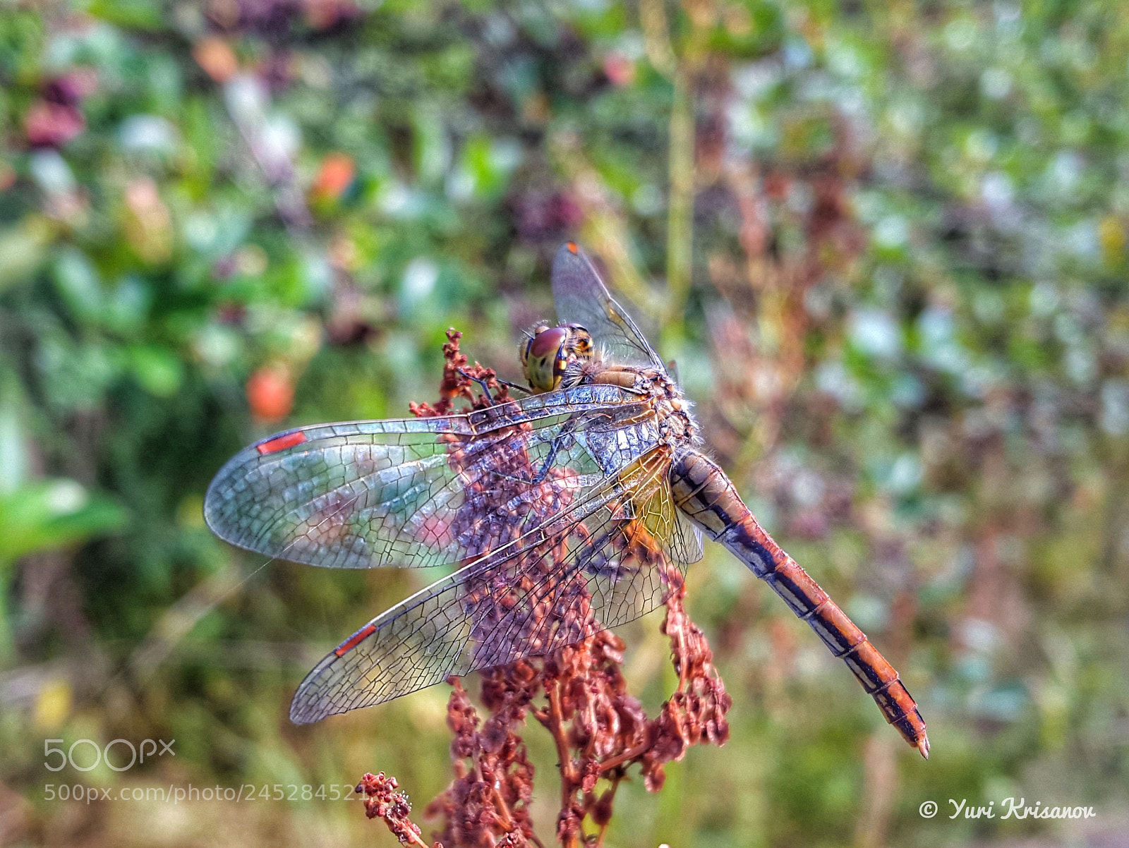 Samsung Galaxy Alpha sample photo. Brown dragonfly photography