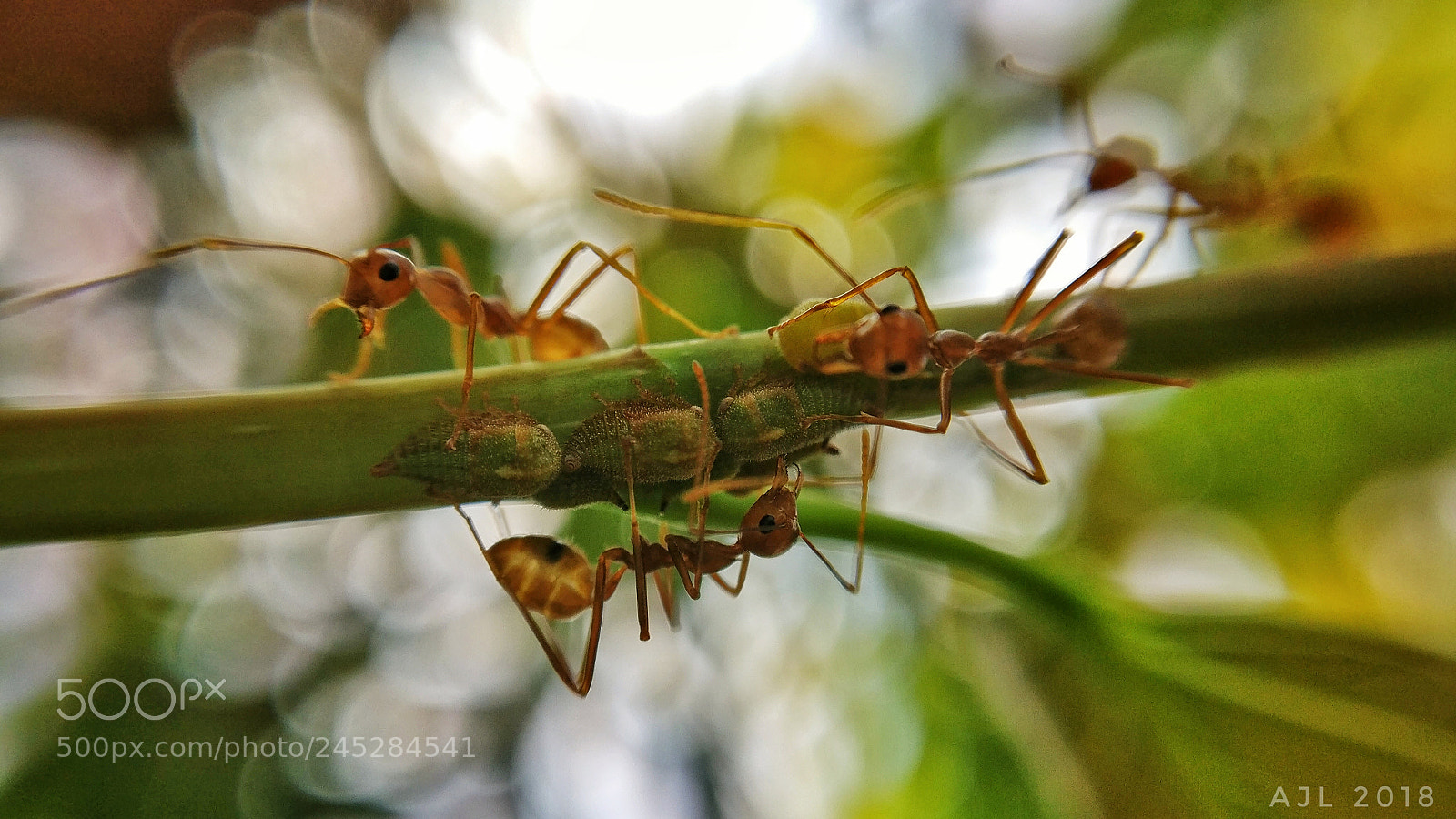 OnePlus A3003 sample photo. Ants at work photography
