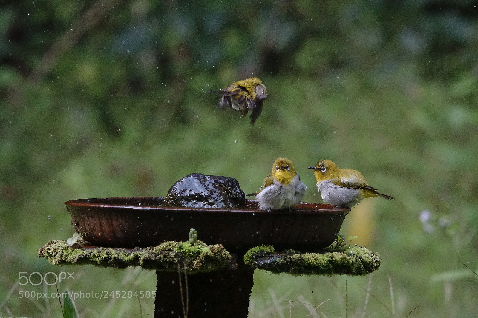 Sony Cyber-shot DSC-RX10 III sample photo. Oriental white eye photography