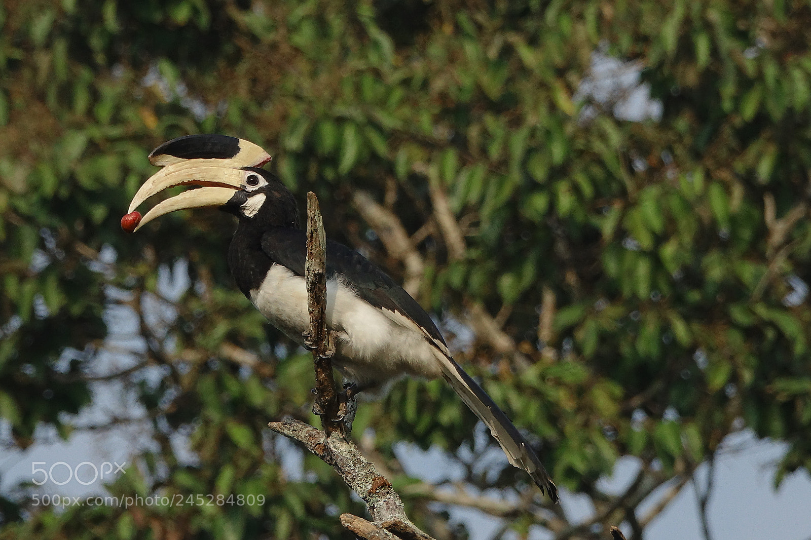 Sony Cyber-shot DSC-RX10 III sample photo. Pied hornbill photography