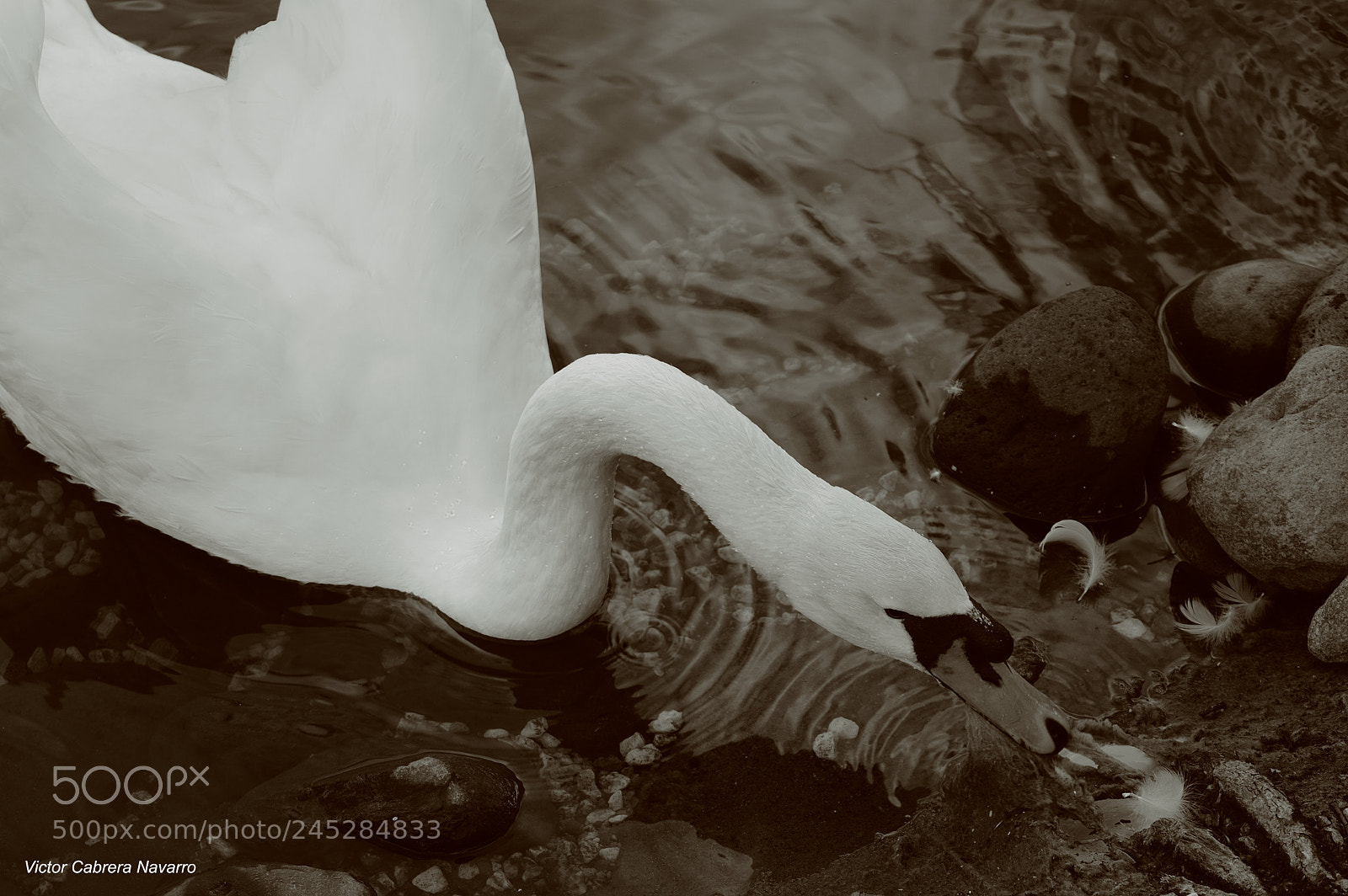 Nikon D3200 sample photo. Cisne photography