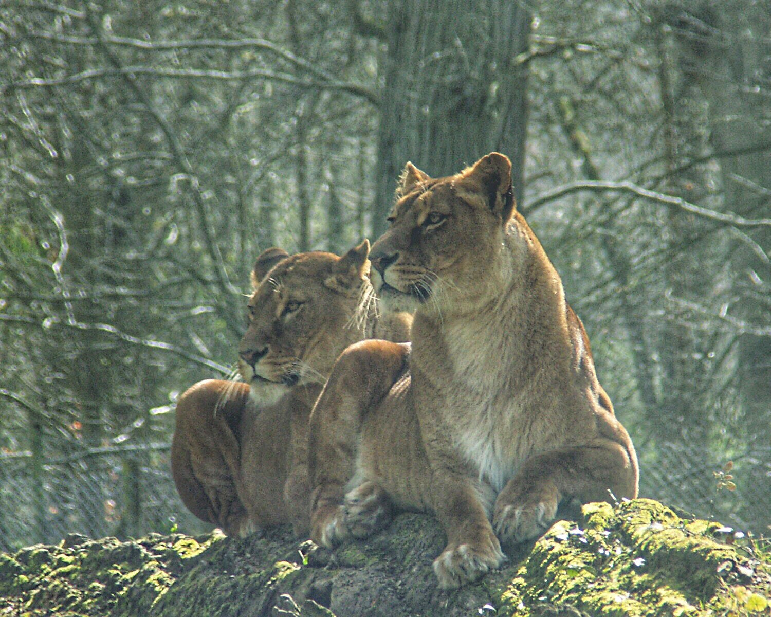 KONICA MINOLTA DiMAGE A2 sample photo. Longleat wiltshire..lovely lionesses photography
