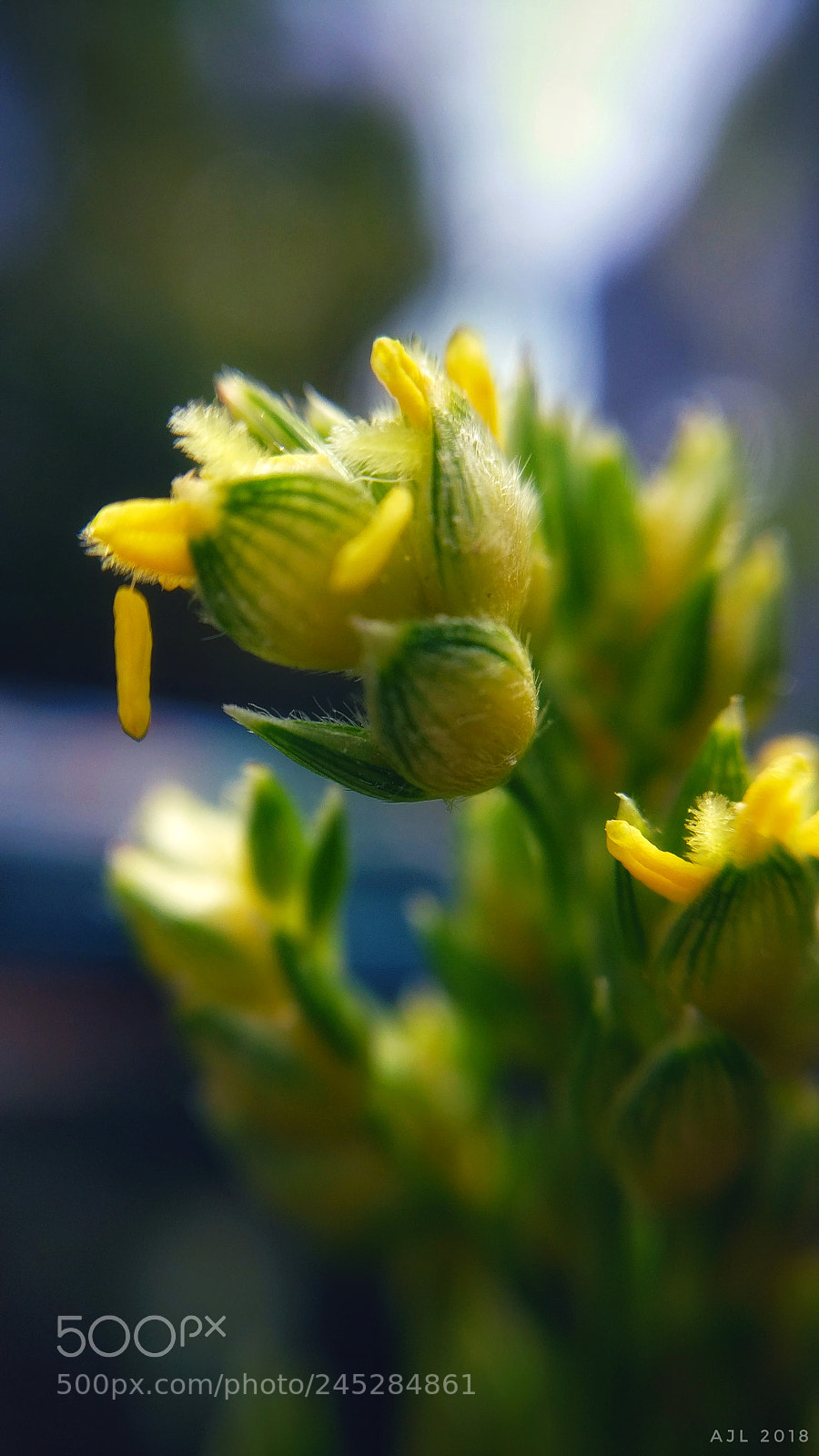 OnePlus A3003 sample photo. Flower photography