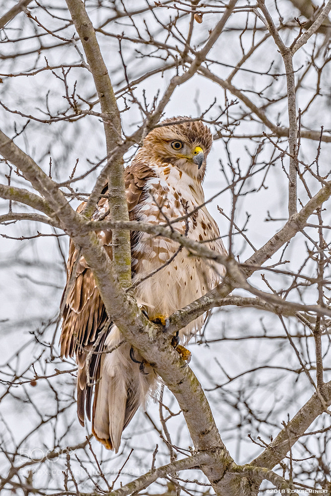Fujifilm X-T2 sample photo. Hawk eyes ii photography