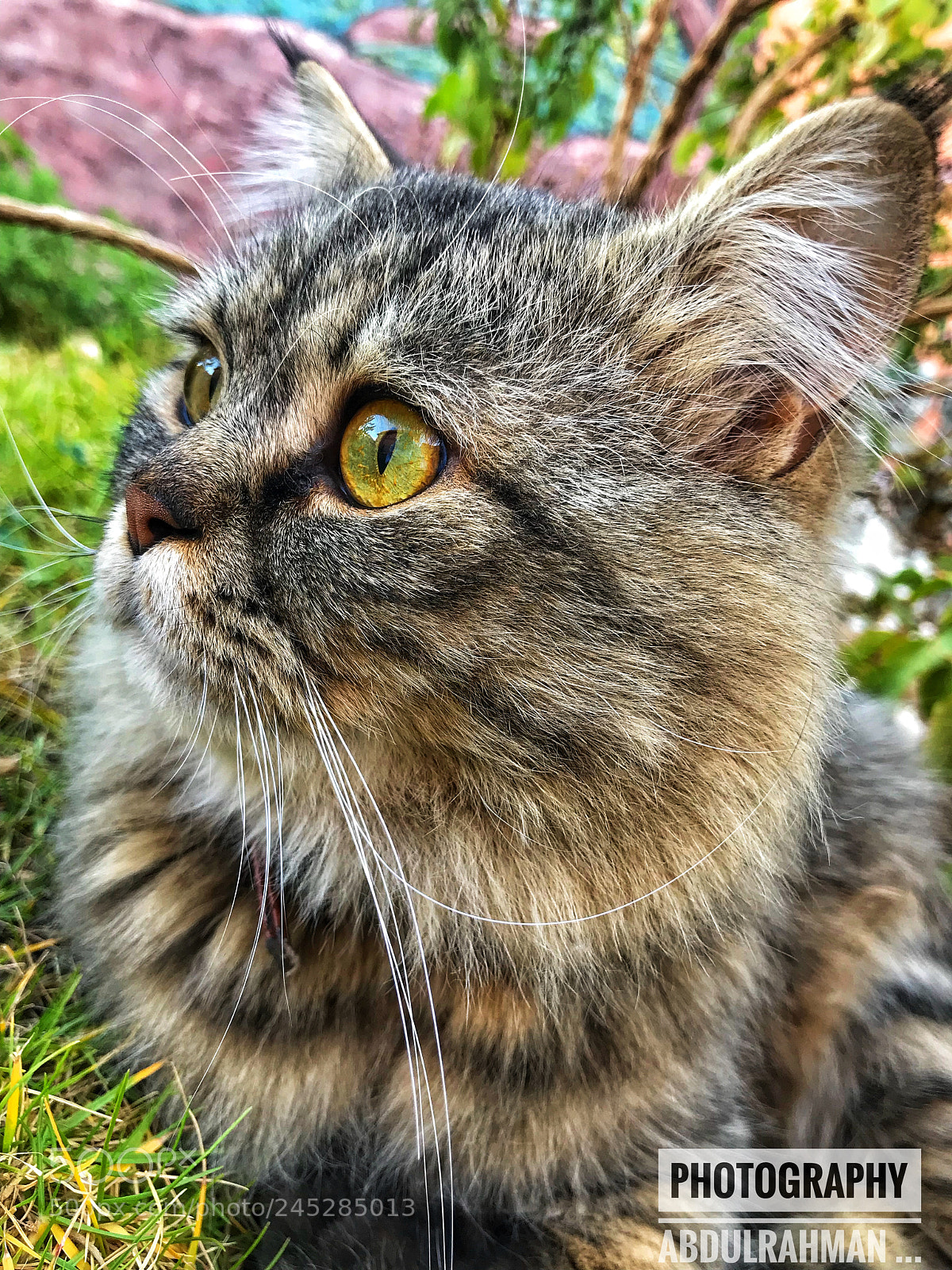 Apple iPhone 7 sample photo. Iphone7 ? .. photography