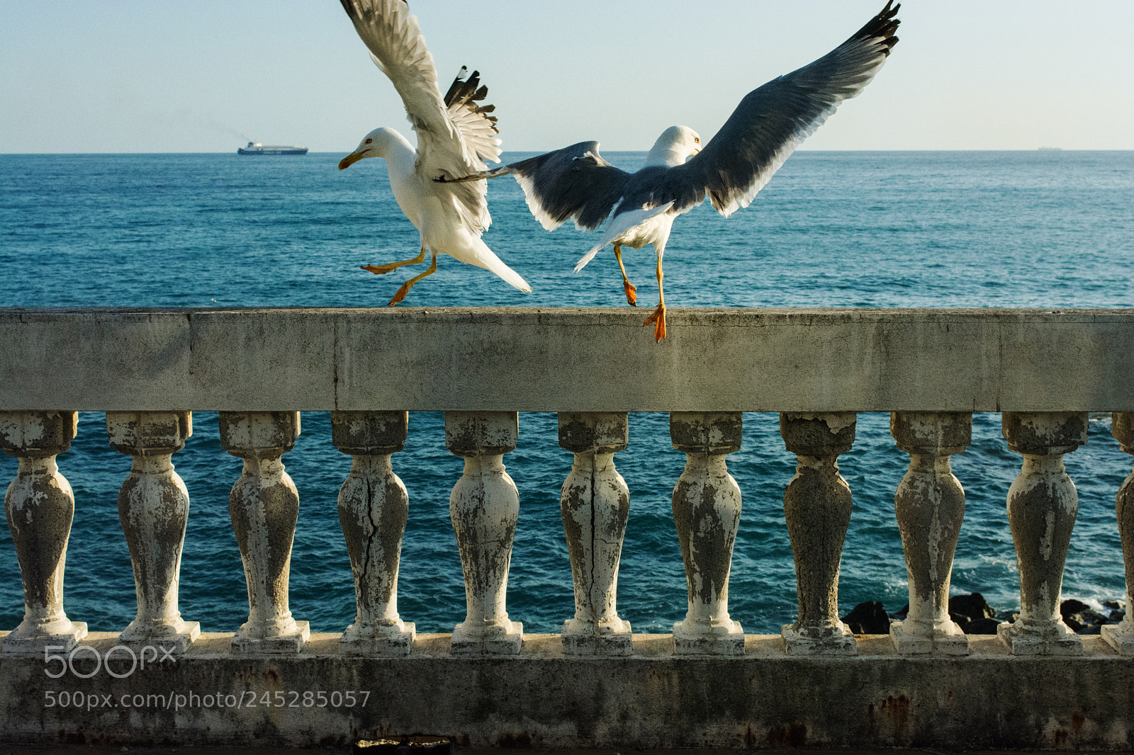 Nikon D5200 sample photo. Seagulls photography