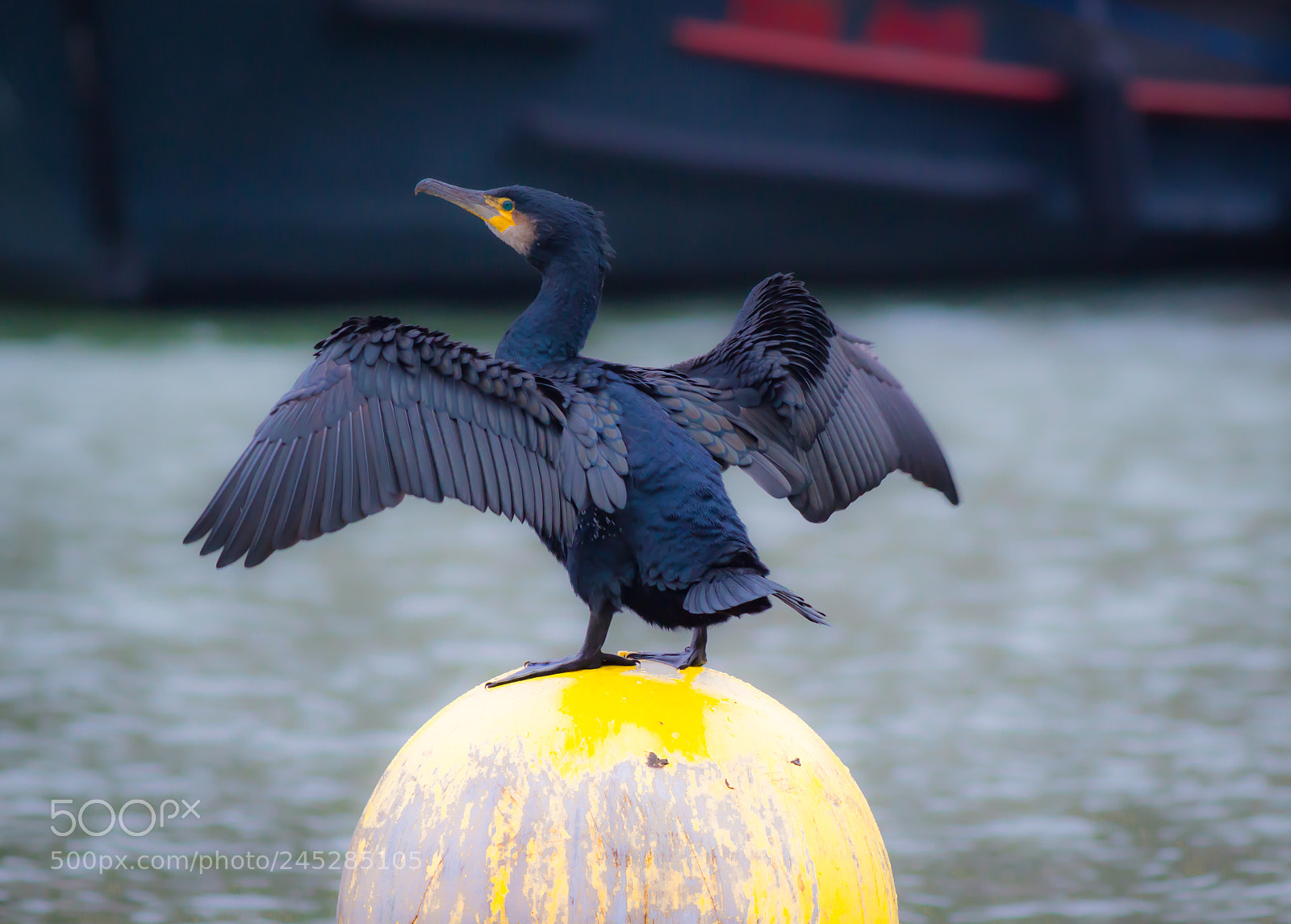 Canon EOS 100D (EOS Rebel SL1 / EOS Kiss X7) sample photo. Cormorant photography