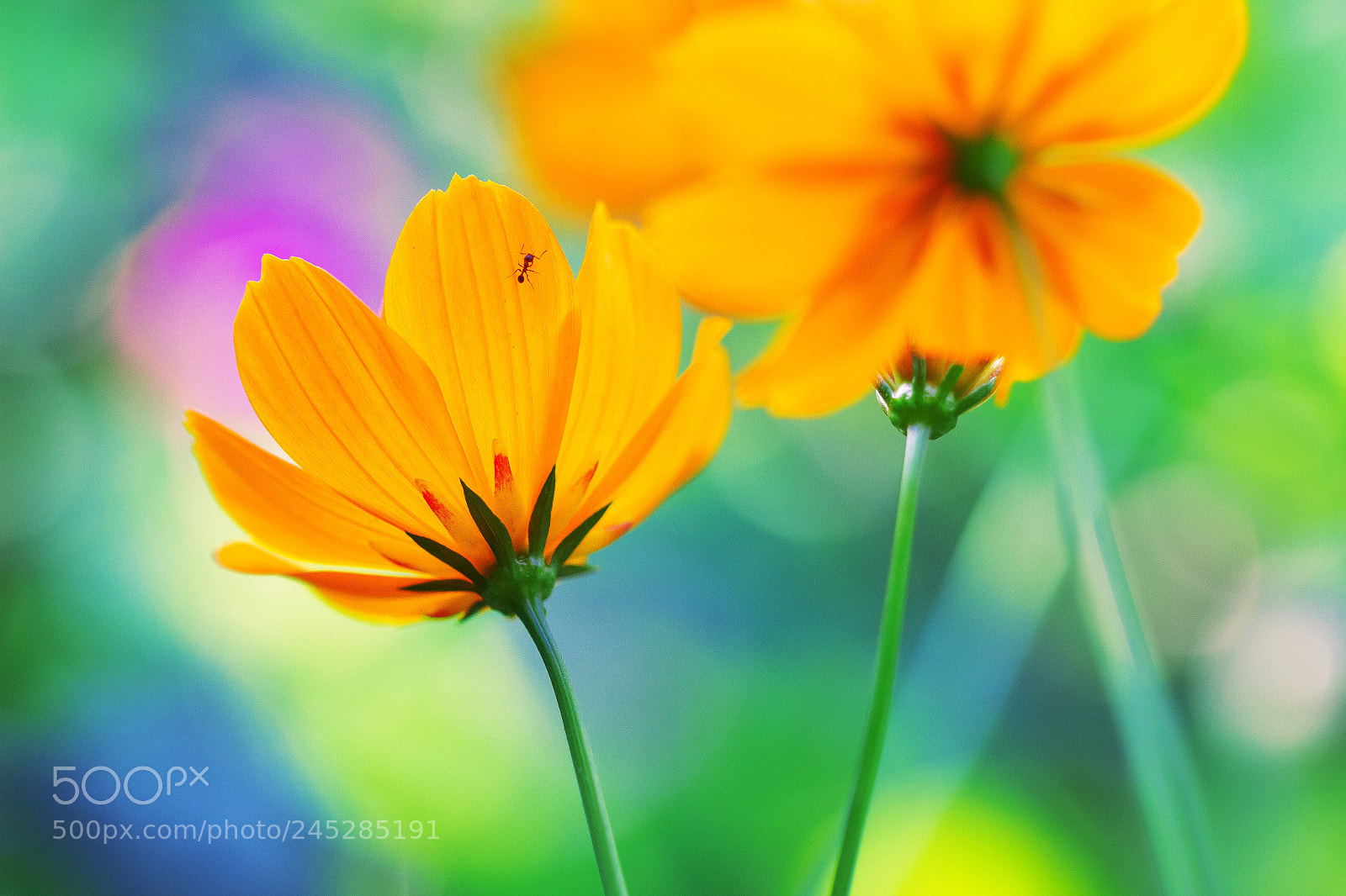Canon EOS 600D (Rebel EOS T3i / EOS Kiss X5) sample photo. Summer elegance photography