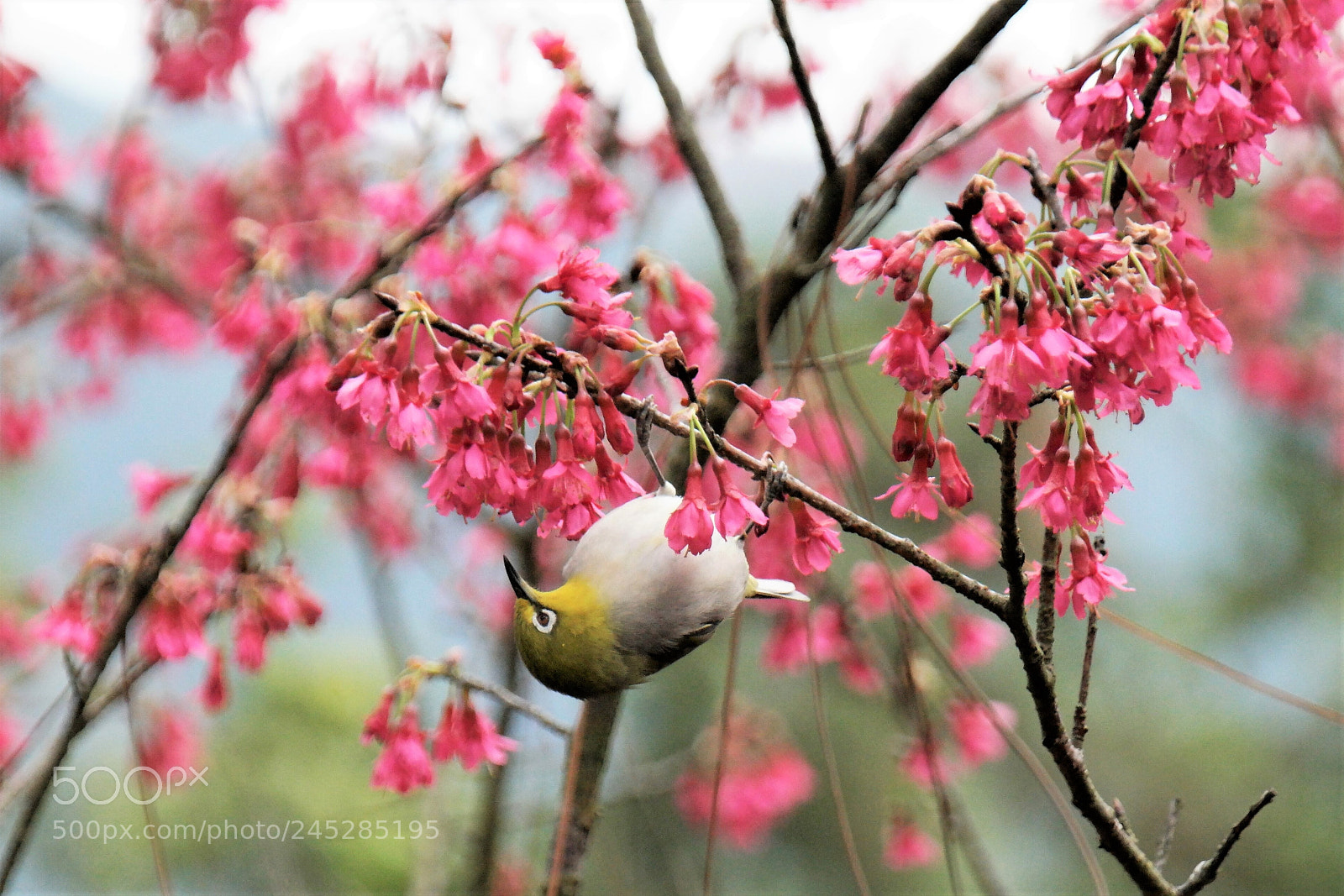 Samsung NX1 sample photo. Green bird pink blossom photography