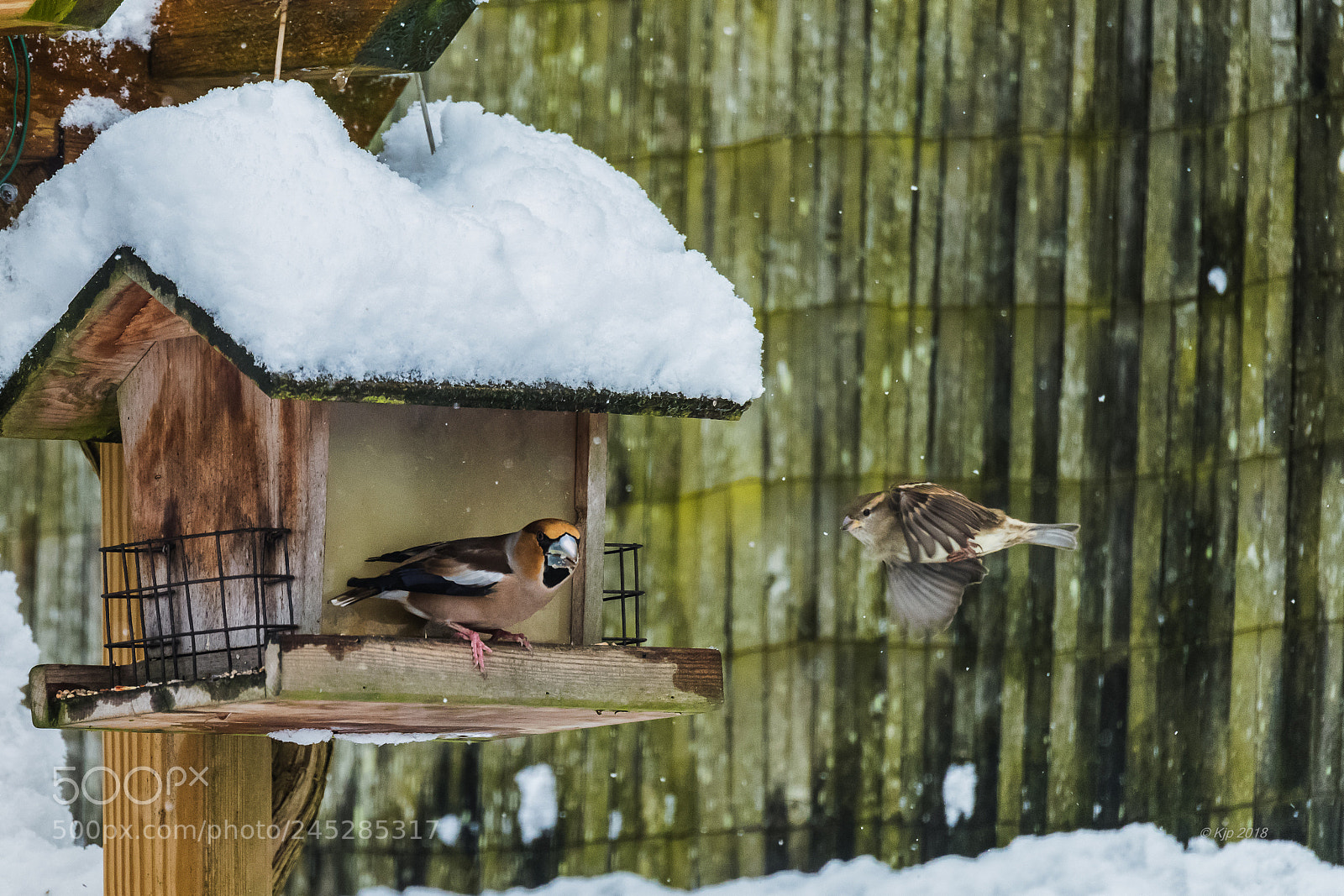 Nikon D850 sample photo. 20180207 grosbec photography