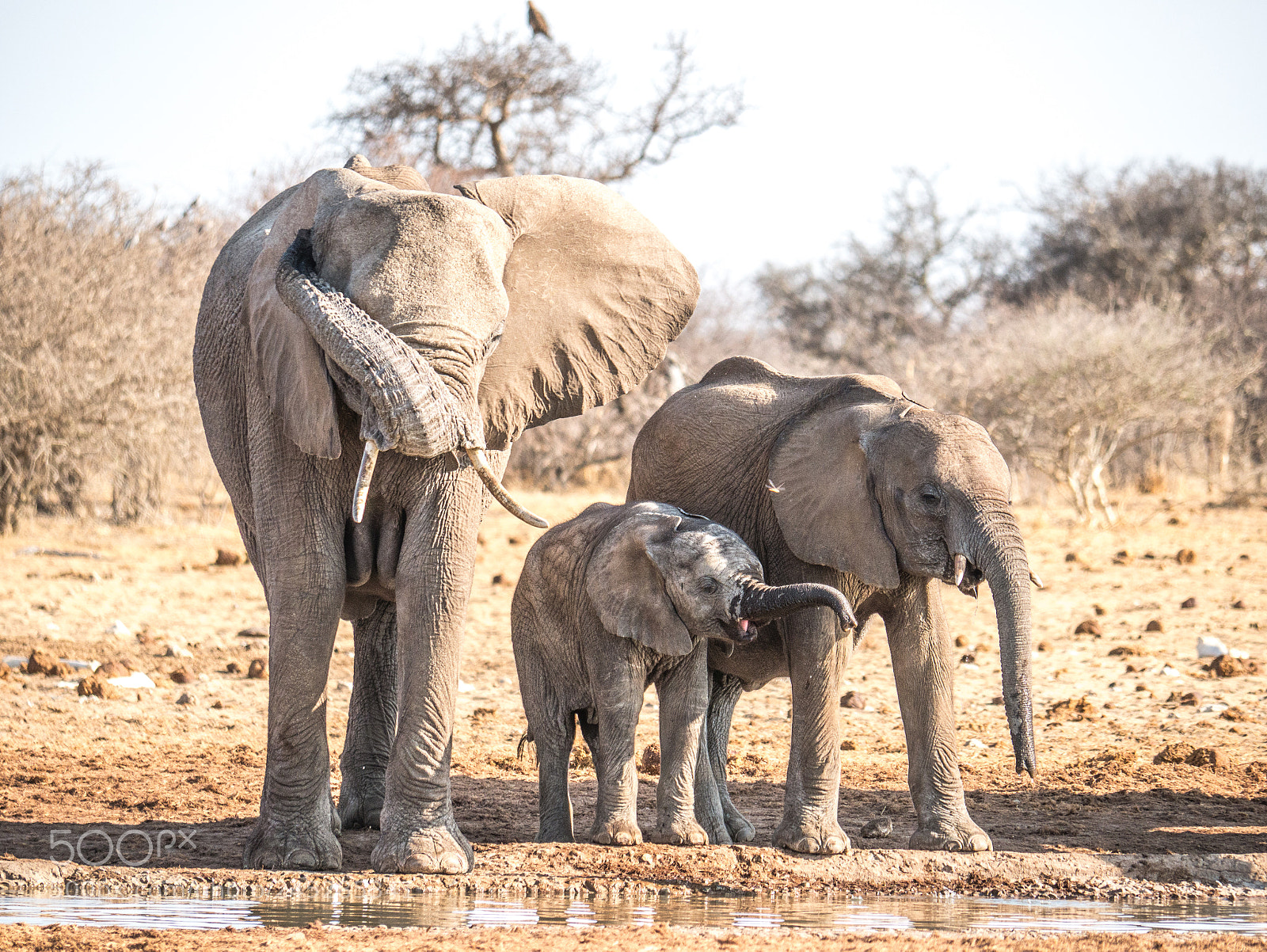 Panasonic DMC-G70 sample photo. Elephants family photography