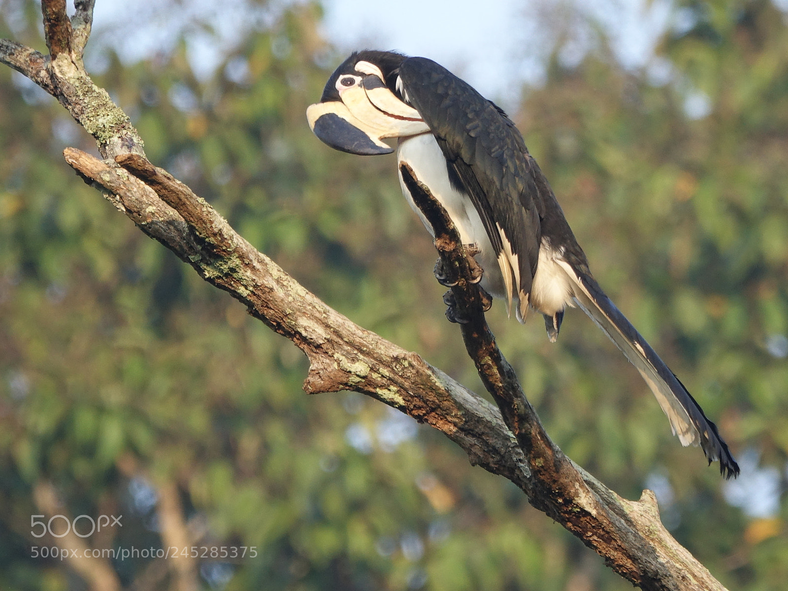 Sony Cyber-shot DSC-RX10 III sample photo. Pied hornbill photography
