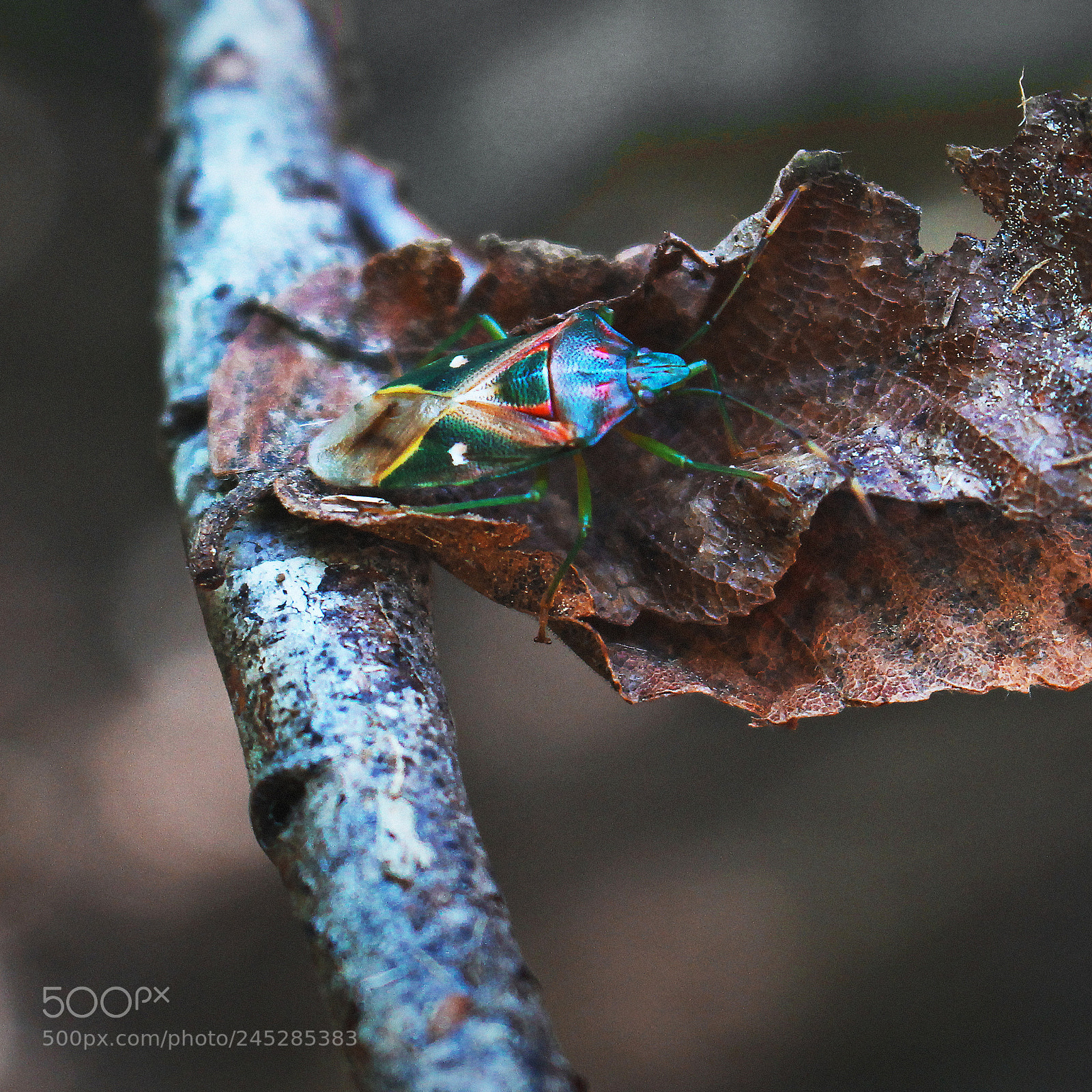 Canon EOS 700D (EOS Rebel T5i / EOS Kiss X7i) sample photo. Insecto photography