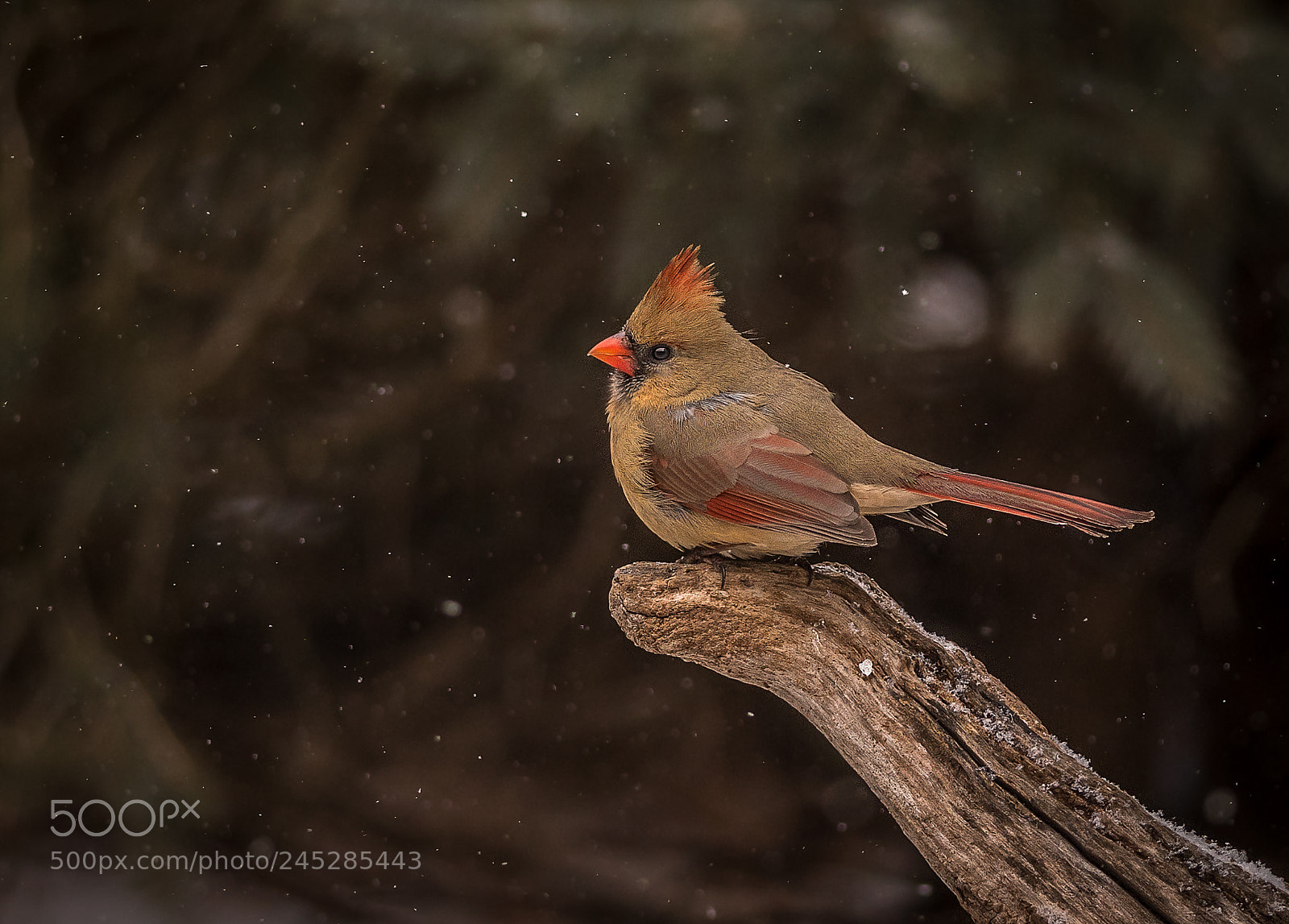 Nikon D500 sample photo. Cardinal in snowfall photography