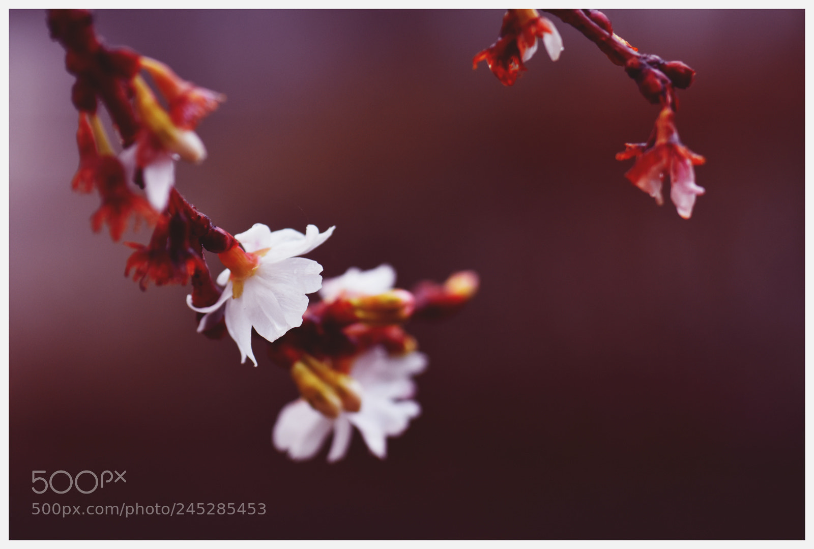 Nikon D7200 sample photo. Cherry blossom photography