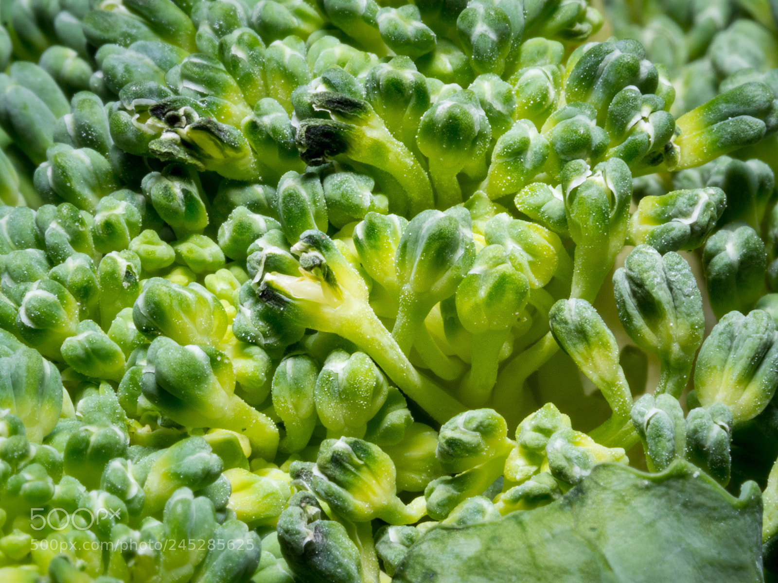Olympus OM-D E-M10 II sample photo. Green leaves of broccoli photography