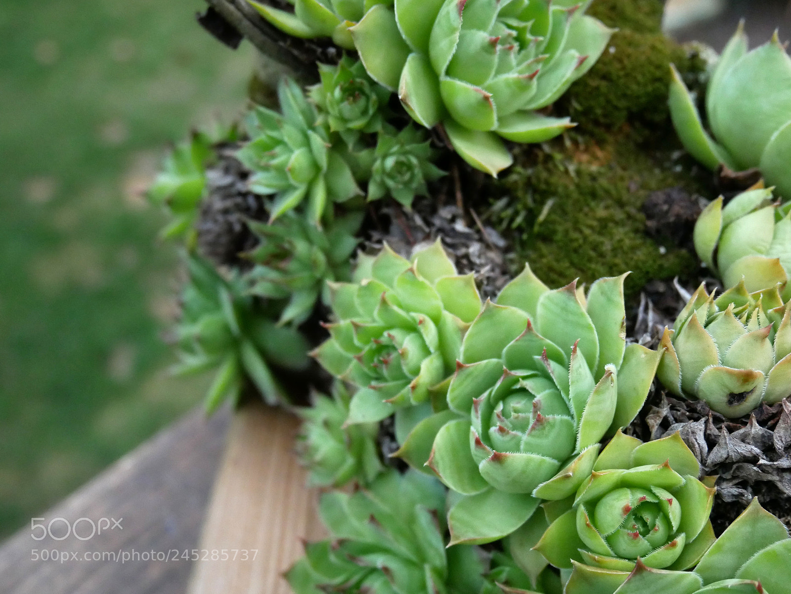 Panasonic Lumix DMC-GX85 (Lumix DMC-GX80 / Lumix DMC-GX7 Mark II) sample photo. Succulents photography