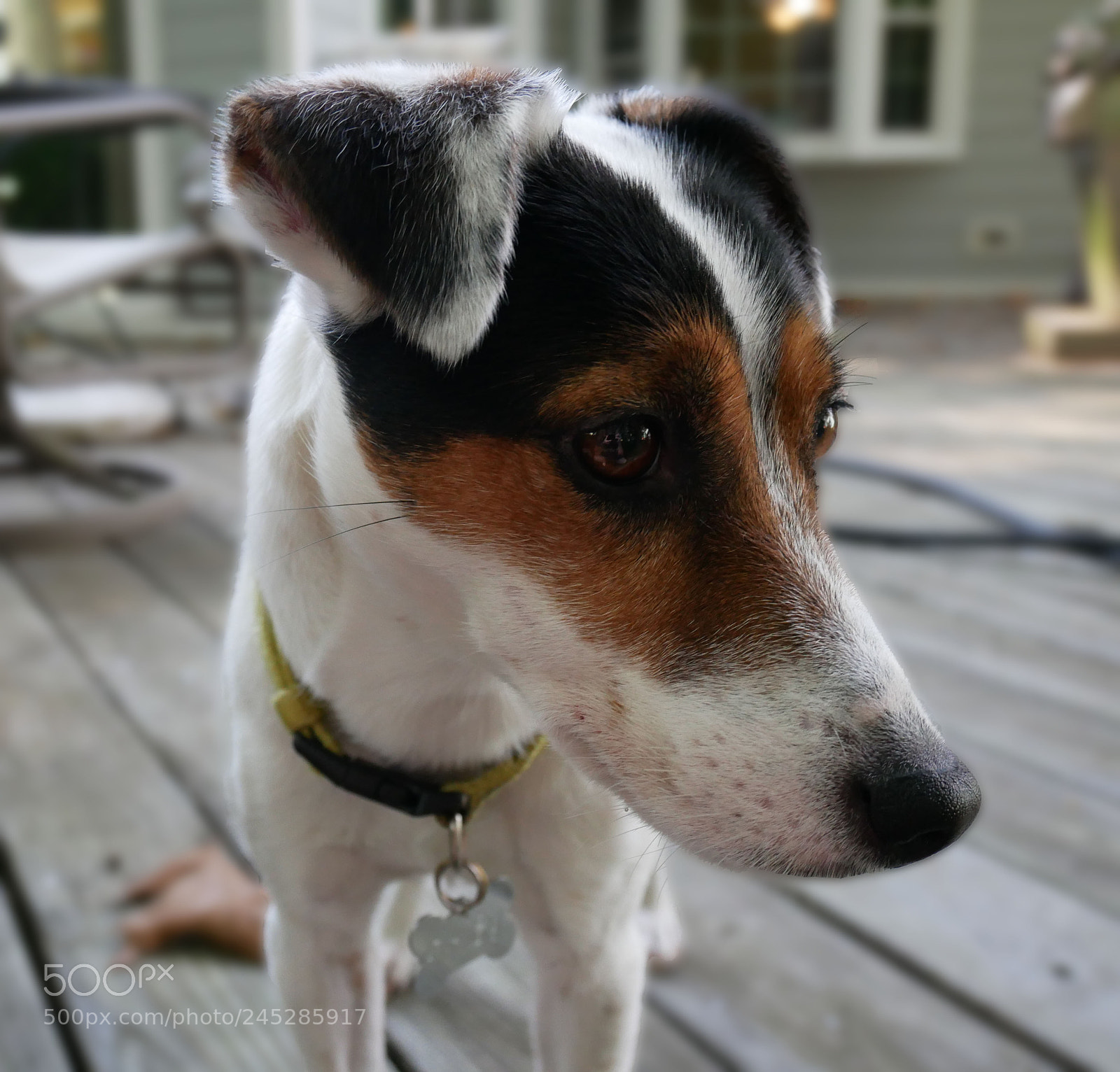 Panasonic Lumix DMC-GX85 (Lumix DMC-GX80 / Lumix DMC-GX7 Mark II) sample photo. Daisy photography