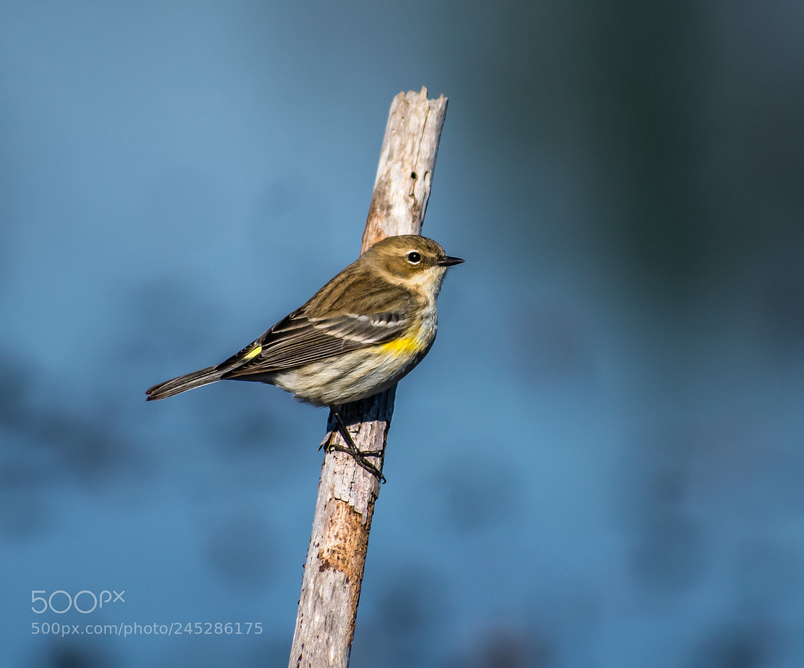 Nikon D3400 sample photo. Sitting warbler in marsh photography