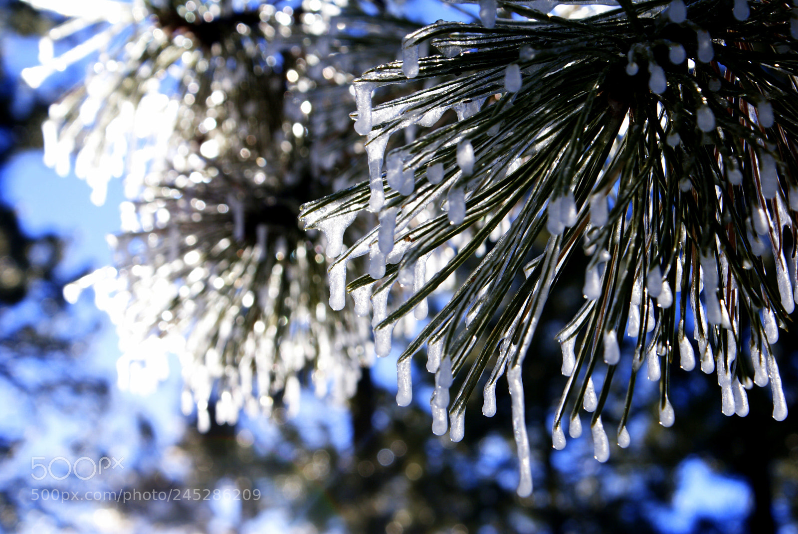 Sony DT 18-70mm F3.5-5.6 sample photo. Brina photography