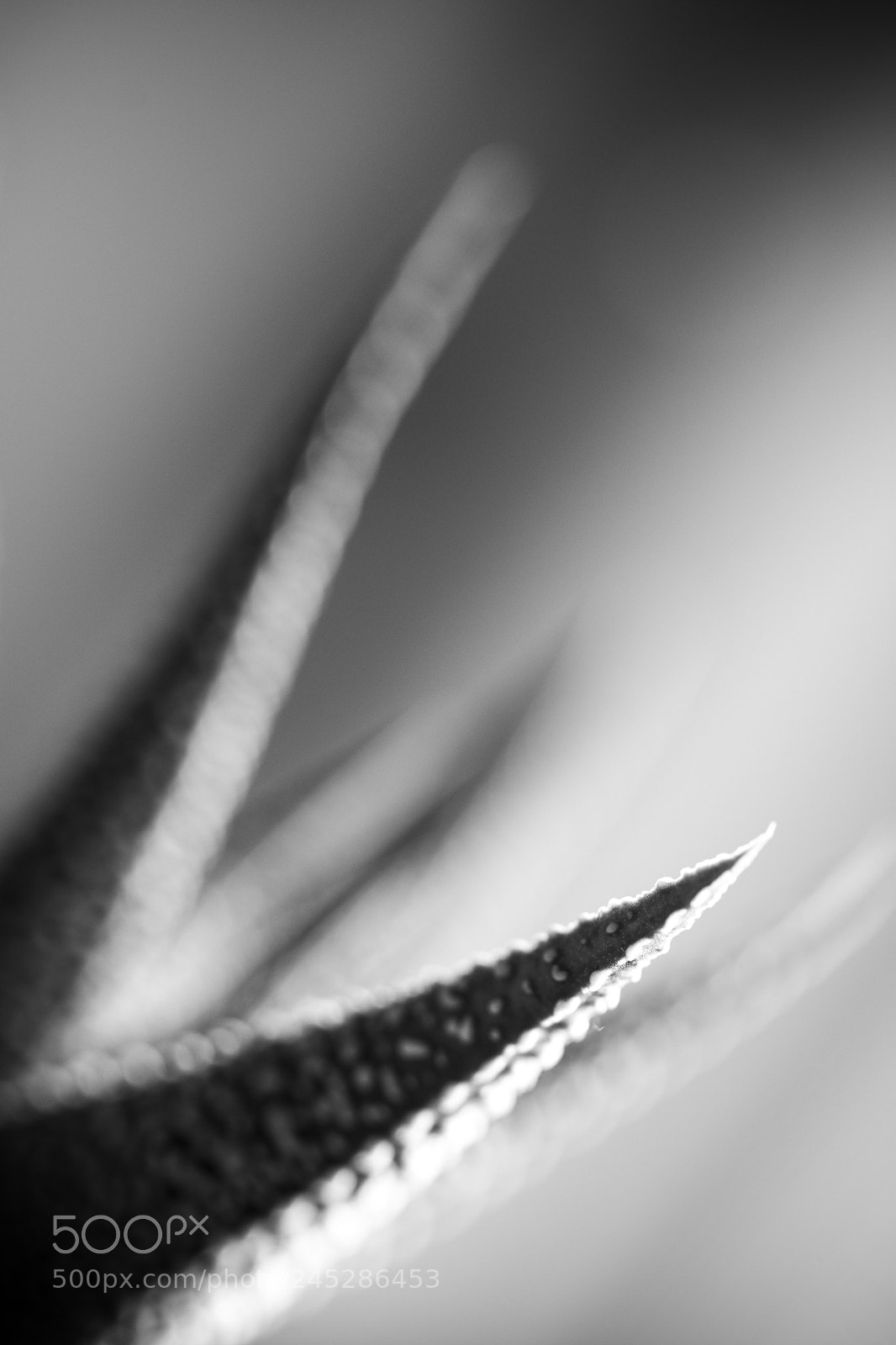 Nikon D7200 sample photo. Monster photography