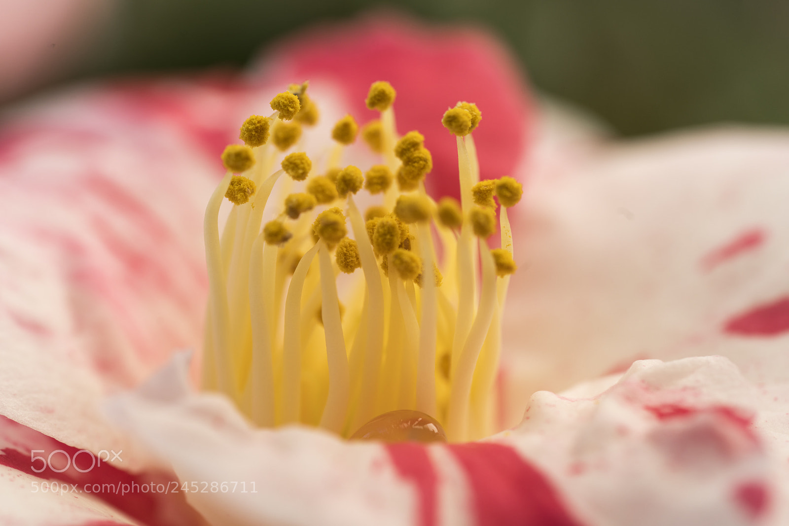 Sony a7R II sample photo. Pollen photography