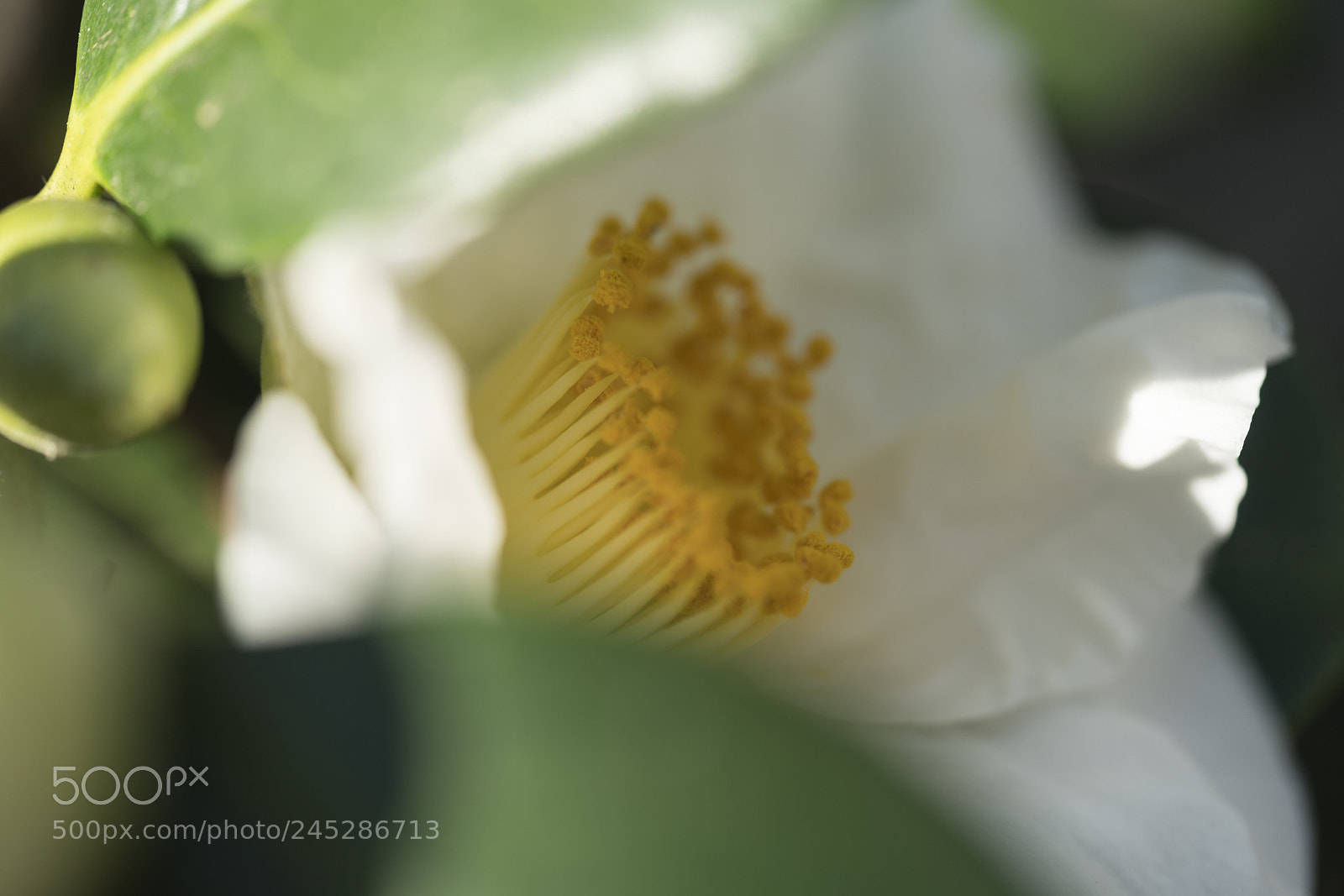 Sony a7R II sample photo. Pollen and bud photography