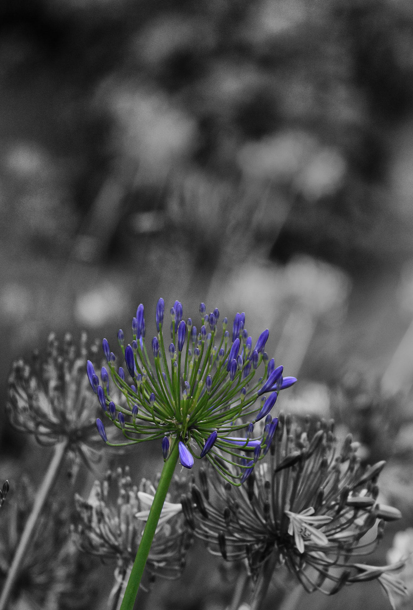 Canon EOS 7D Mark II sample photo. Mono with a splash of purple photography