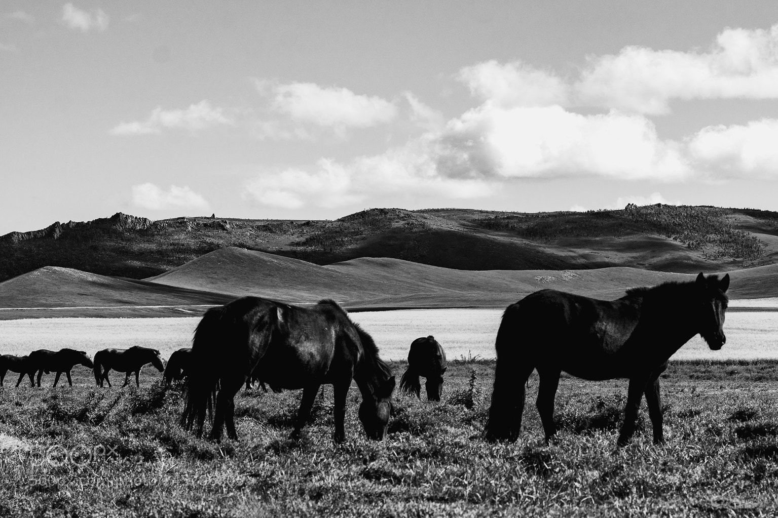 Nikon D7100 sample photo. Wild horses photography