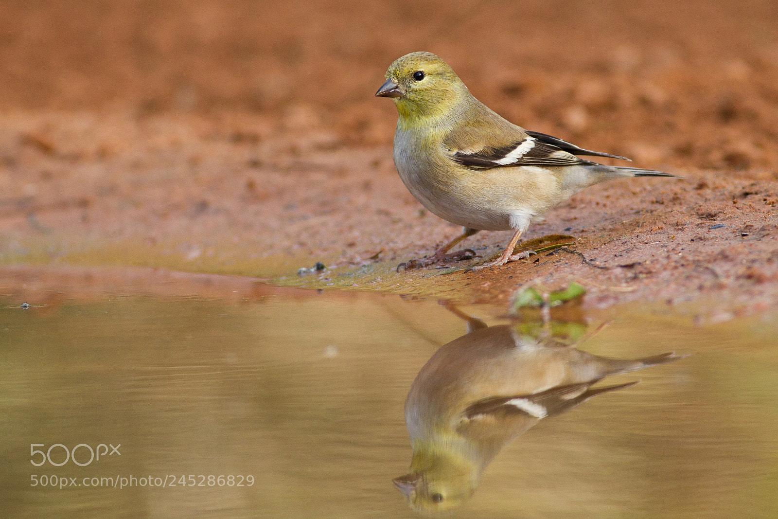 Canon EOS-1D Mark IV sample photo. Lesser goldfinch photography