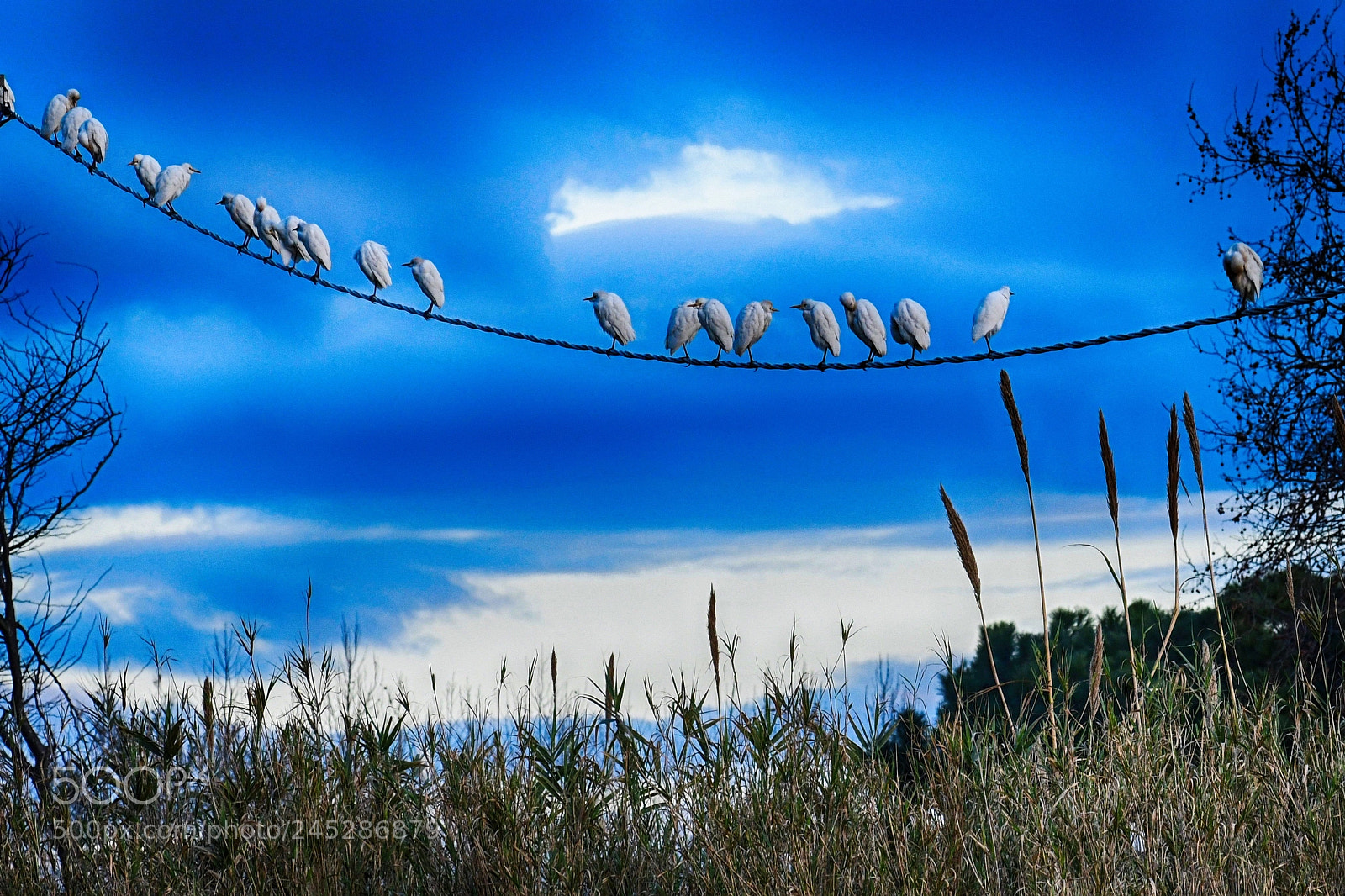 Nikon D500 sample photo. High voltage egrets photography