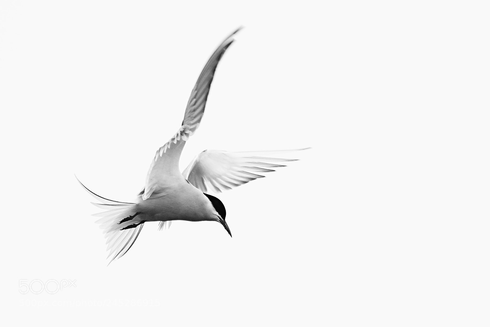 Nikon D500 sample photo. Arctic tern (sterna paradisaea) photography