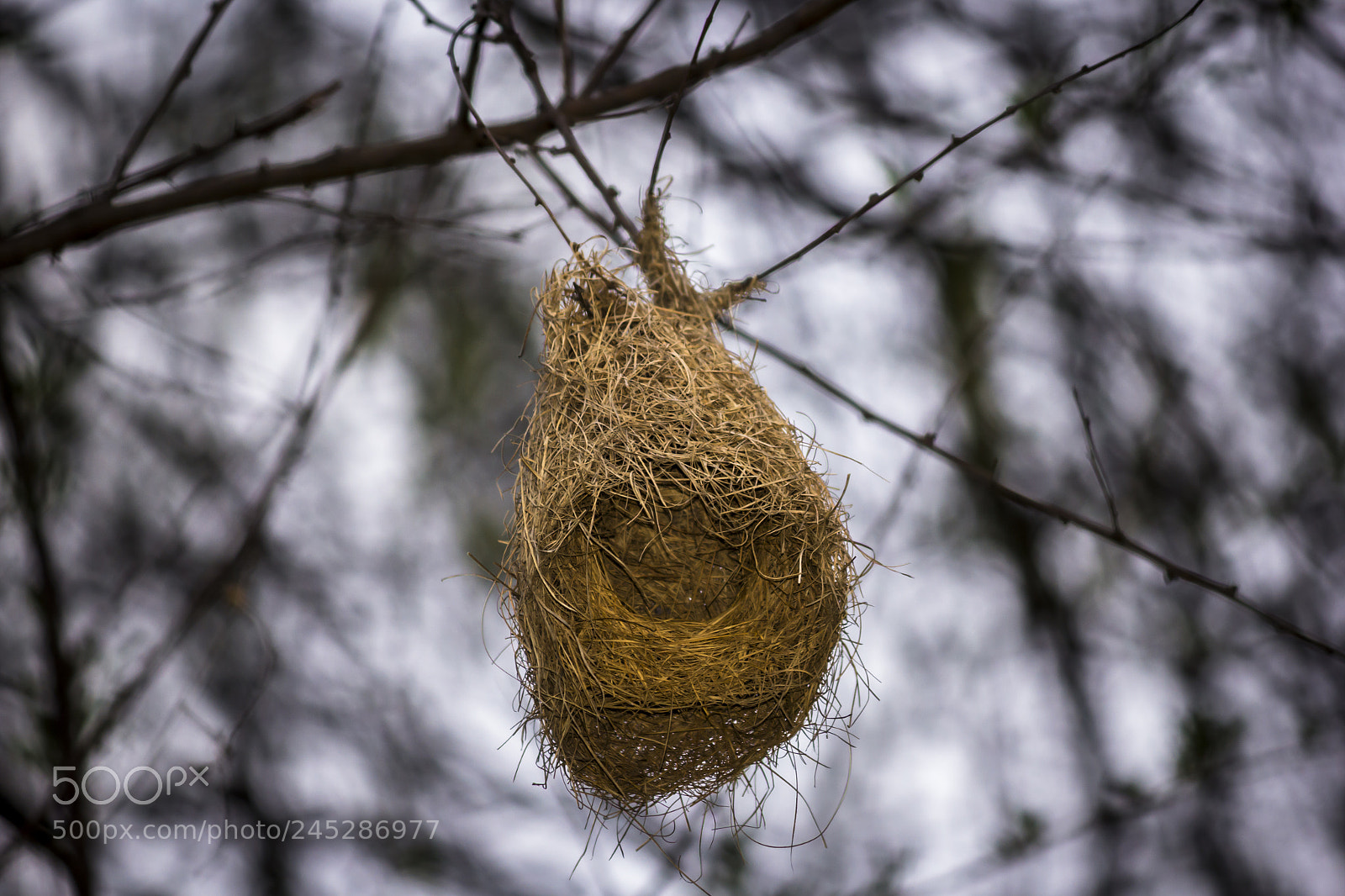 Canon EOS 60D sample photo. Bird nest photography