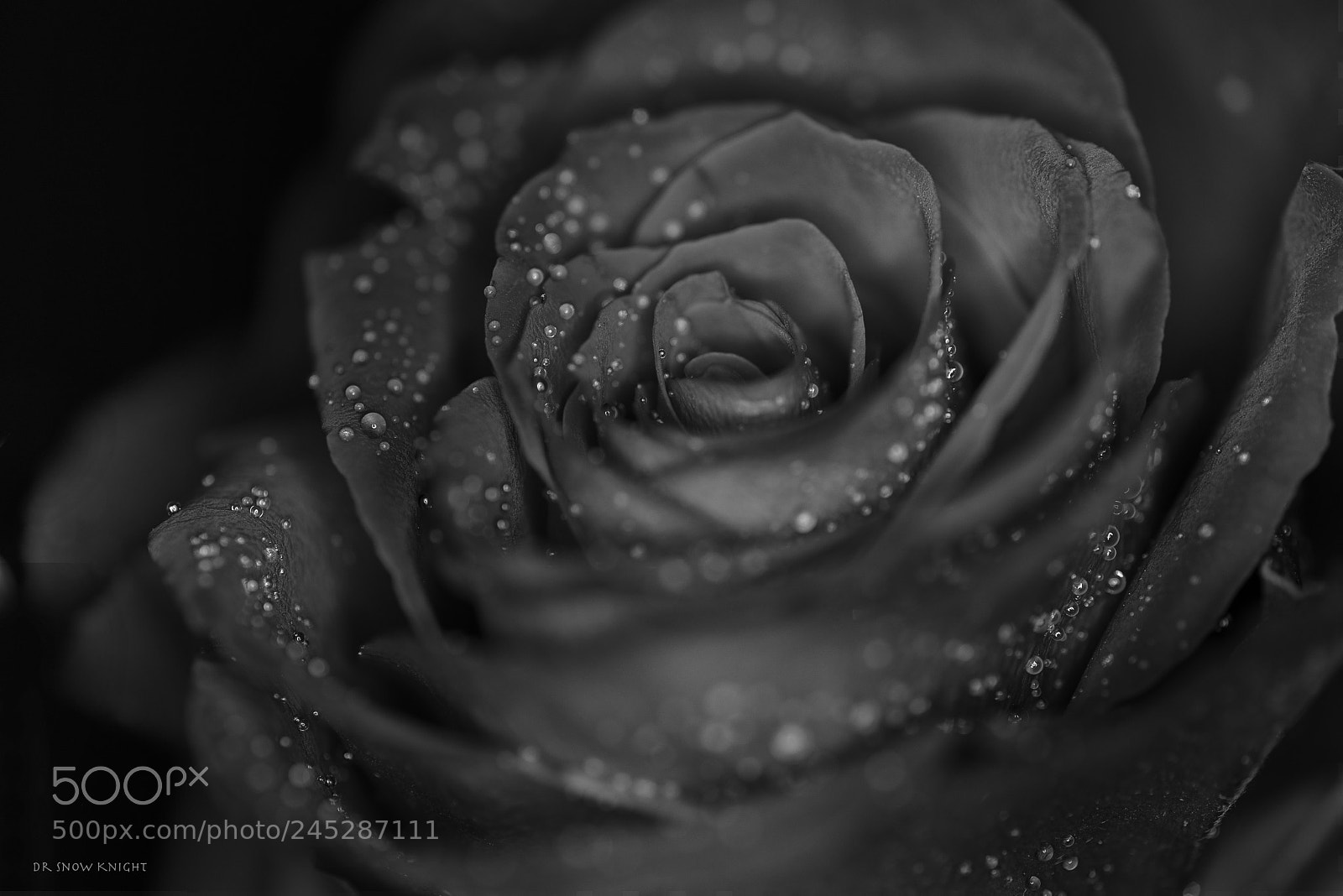 Nikon D810 sample photo. 4.jpg photography