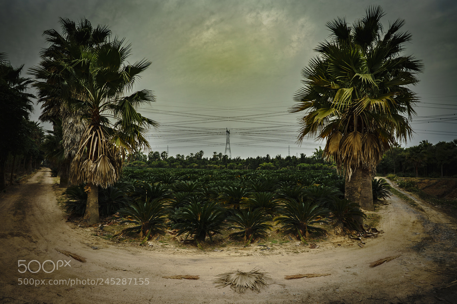 Sony a7R II sample photo. Smile green photography
