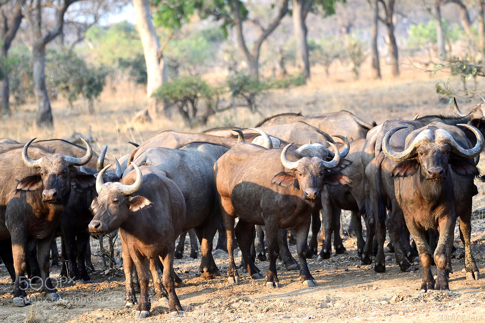 Nikon D500 sample photo. Buffaloes a stop on photography
