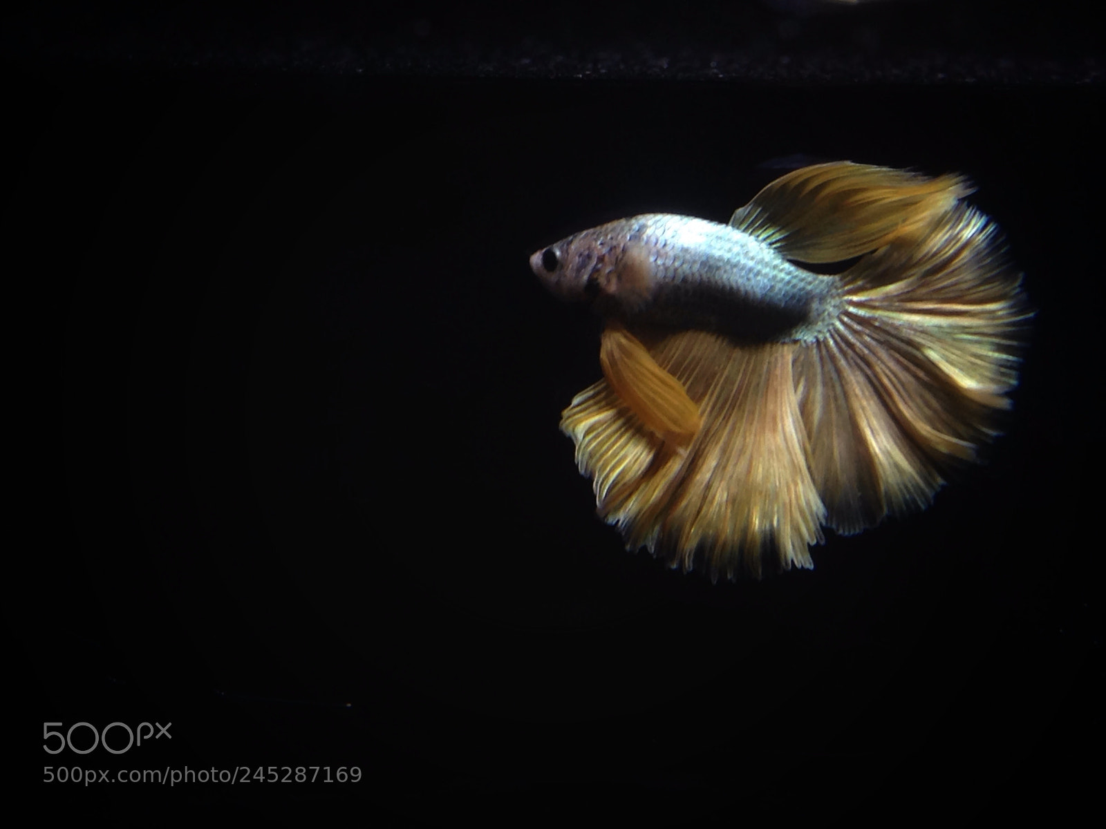 Apple iPhone 5 sample photo. Fighting fish photography