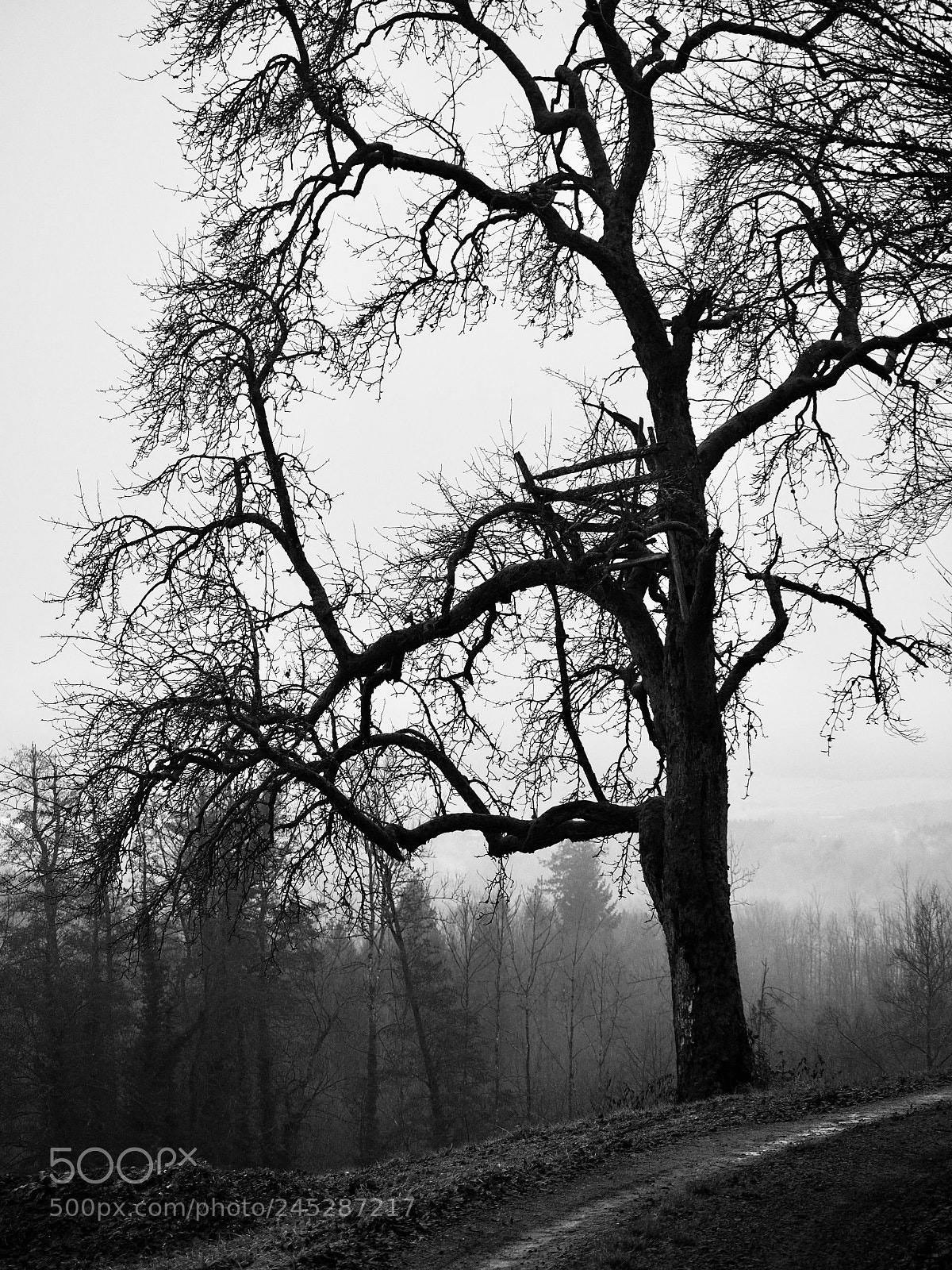 Olympus OM-D E-M10 II sample photo. Tree photography