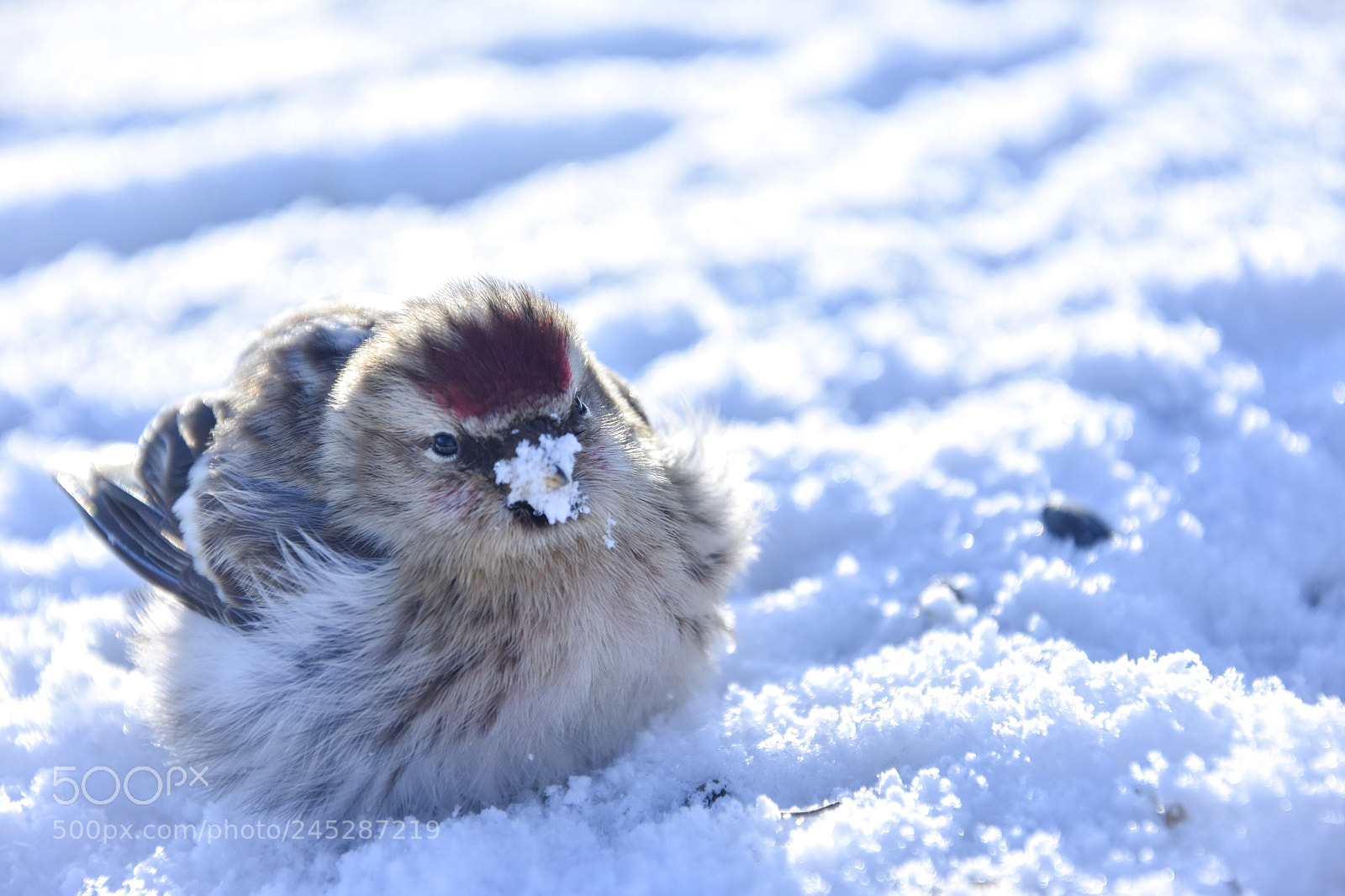 Nikon D7200 sample photo. Birdie photography