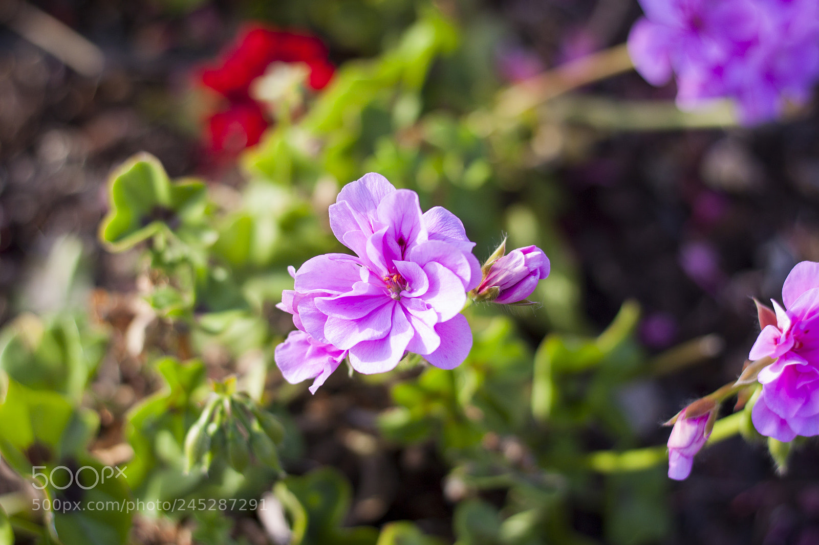 Canon EOS 500D (EOS Rebel T1i / EOS Kiss X3) sample photo. Purple flower photography