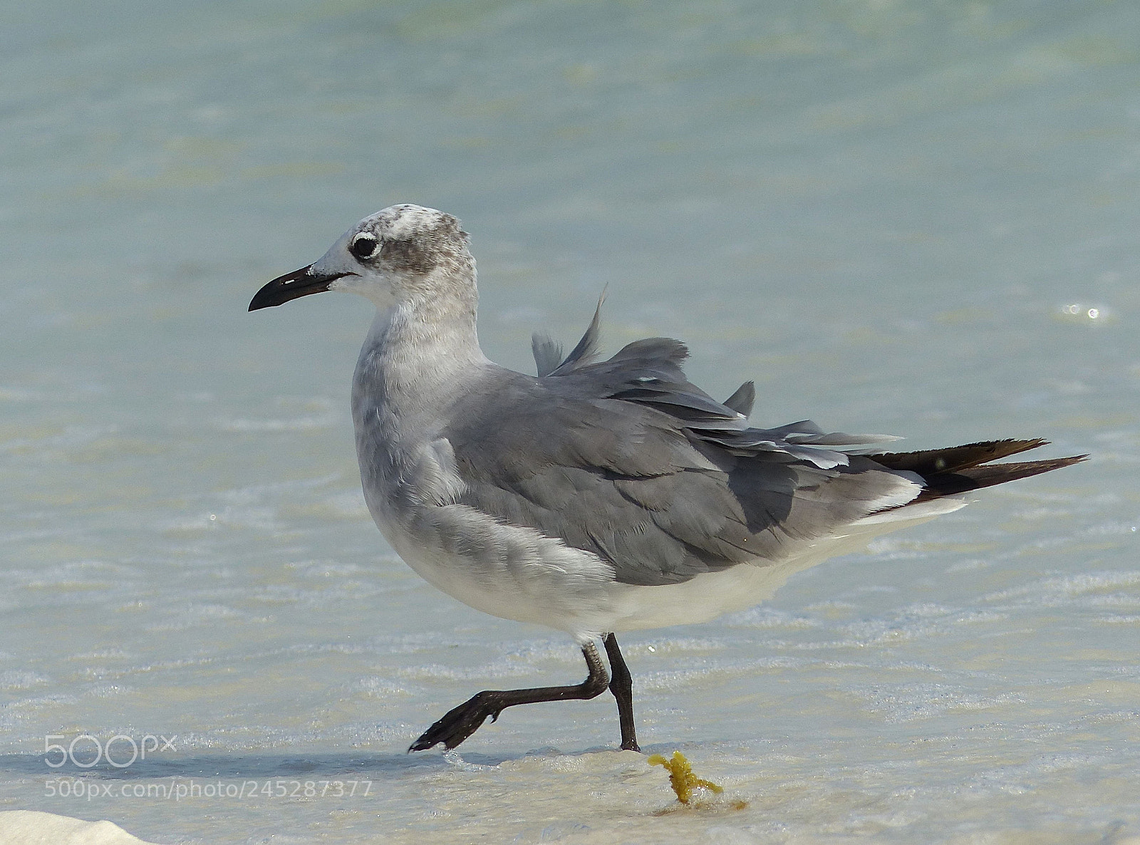 Panasonic Lumix DMC-FZ200 sample photo. Beach babe... photography